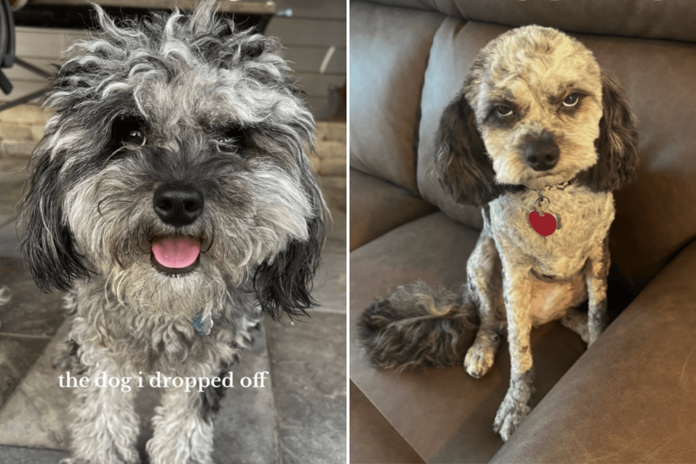 Woman Takes Dog to Groomers, No One Prepared for What She Collects