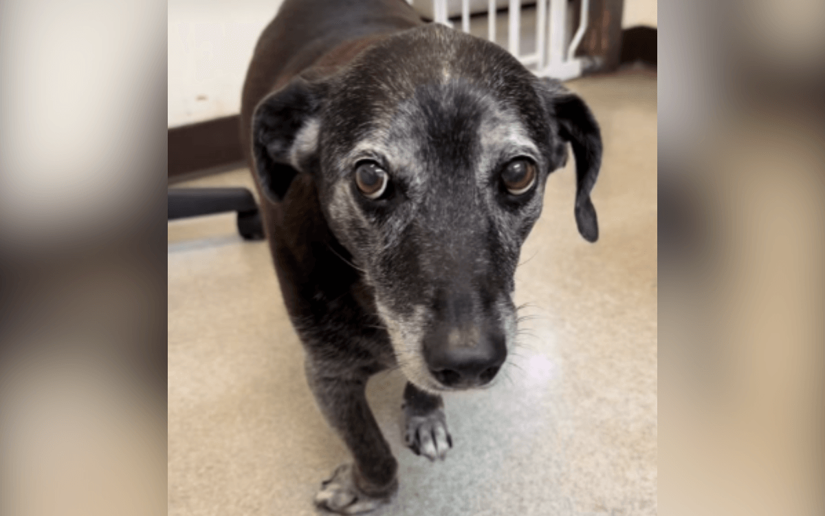 Vet Learns Rescue Dog Returned As Owner Gravely Ill, She knows what to do