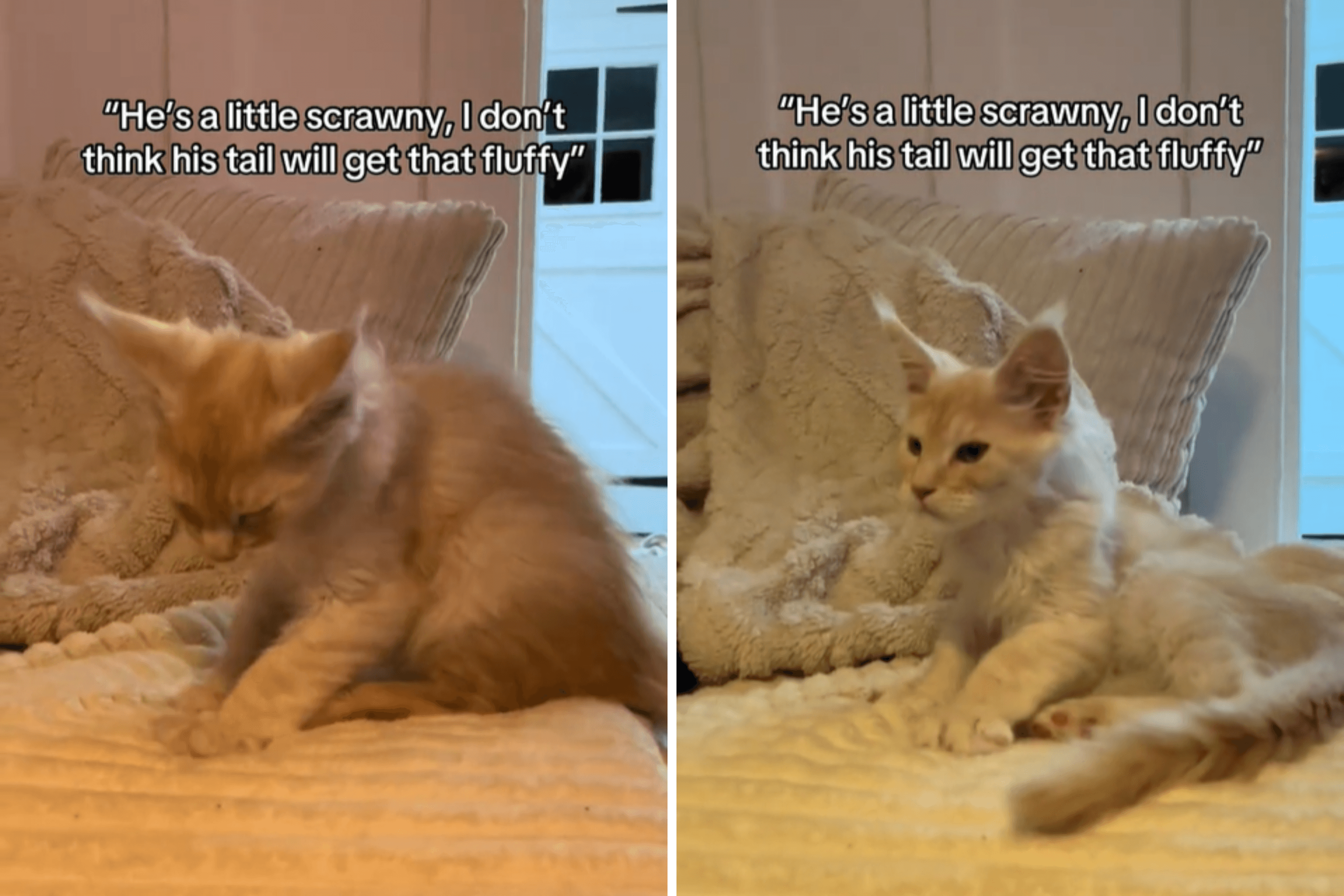 Owner Adopts Kitten, Can't Believe What Happens to Tail 10 Months Later