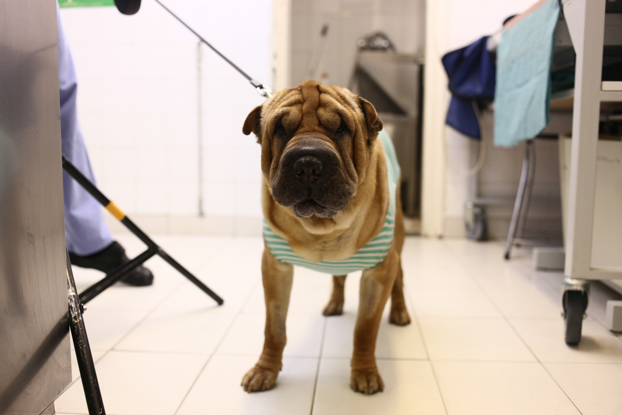 Reason Dog 'Walks Backwards' After Getting Treats Melts Hearts Online