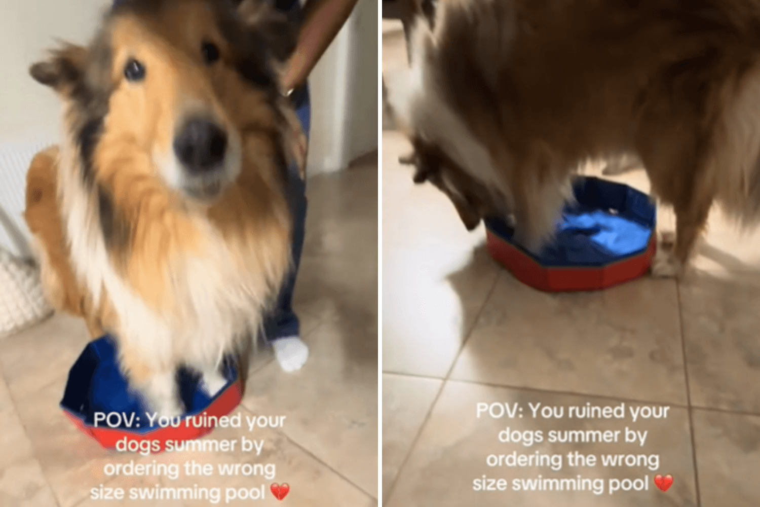 Woman Orders Pool for Dog To Enjoy This Summer—but There's Just One Problem