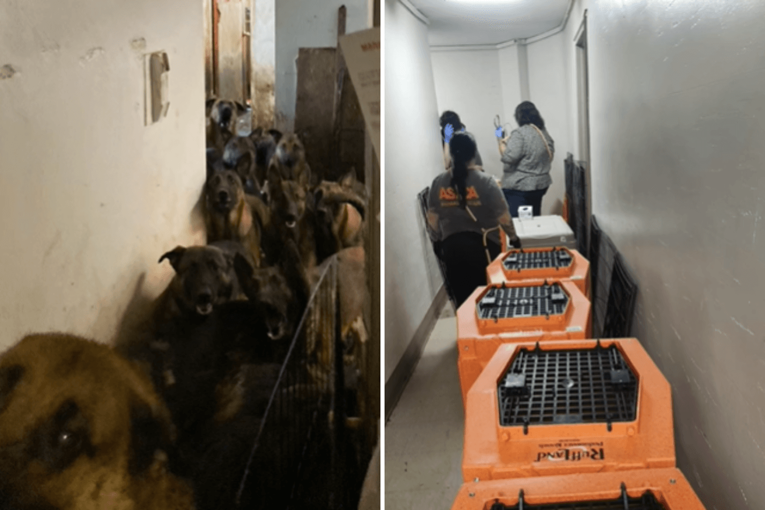 Horror As 48 Dogs Found Crammed in NYC Apartment: 'Some Hidden in Closets'