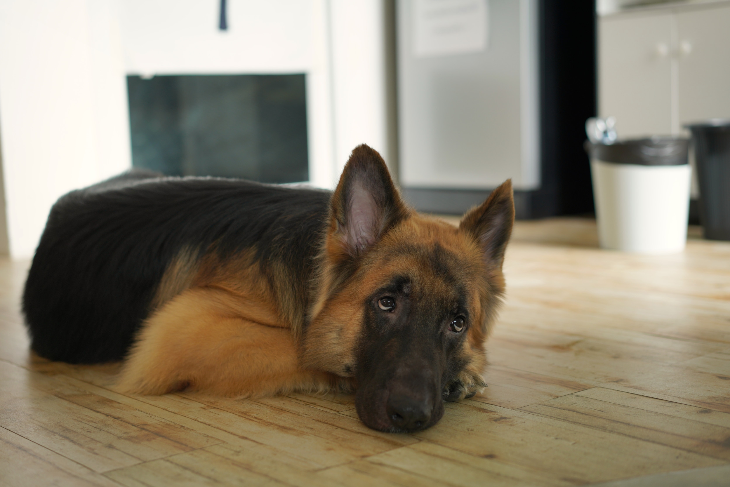 'Nervous' Owner Checks Pet Cam—Unprepared for What Rescue Dog Is Doing