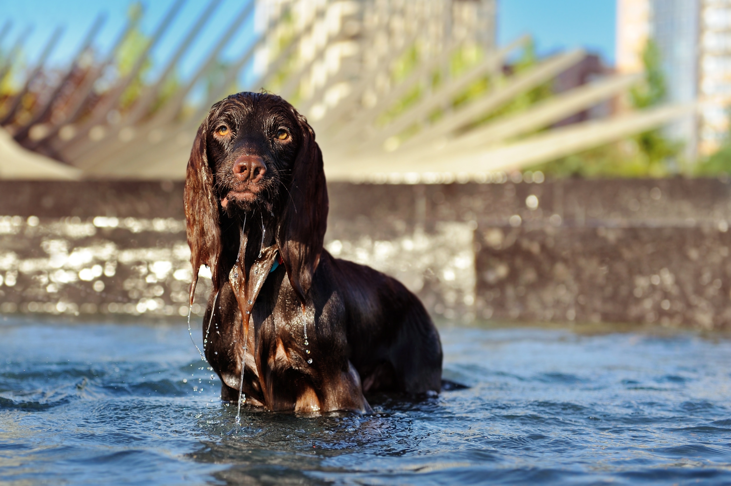 Owner Takes Dog to Ocean—Internet Can't Cope With His Confused Response
