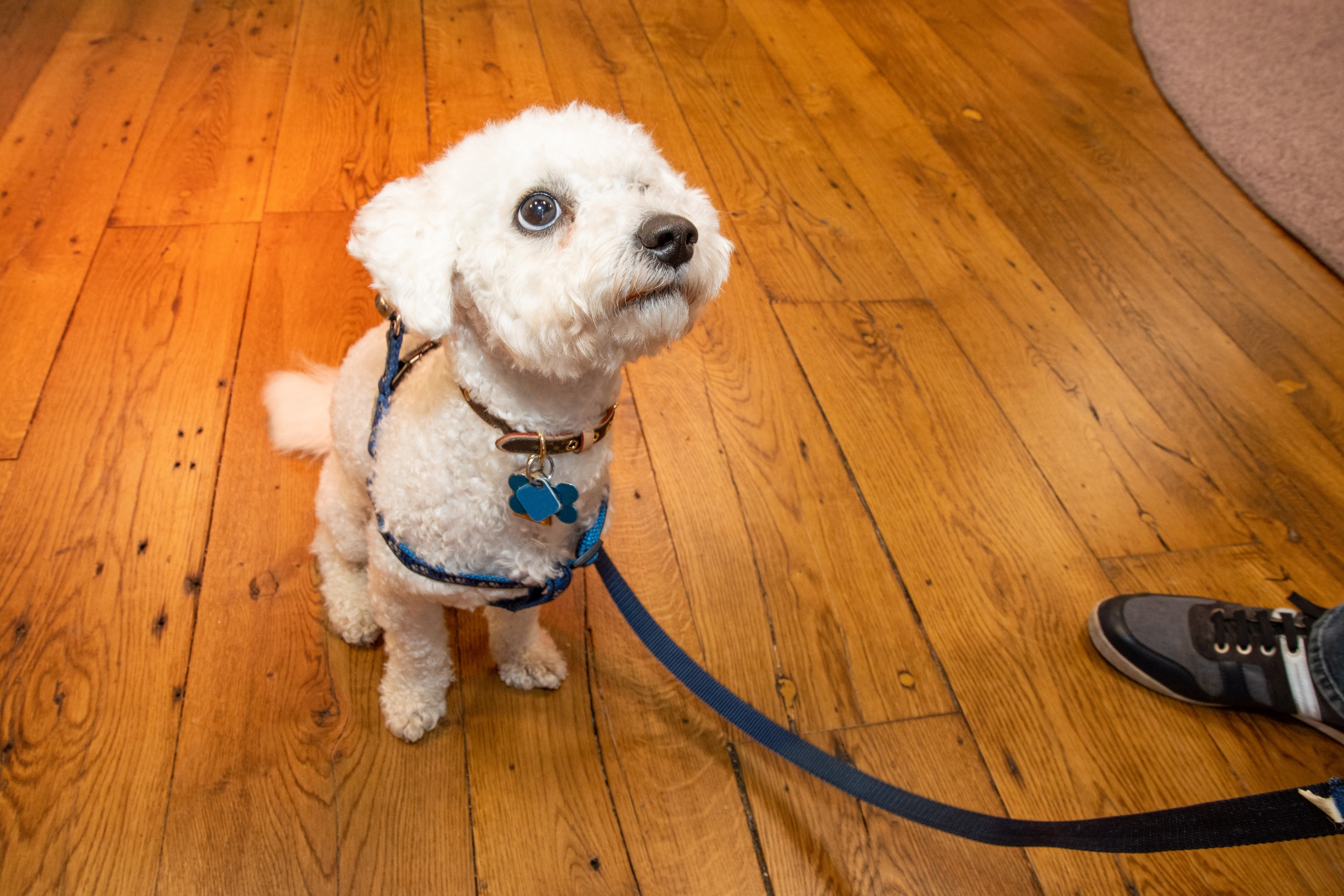Hearts Break As Dog Desperate for Attention Sits Alone, Ignored in Bar