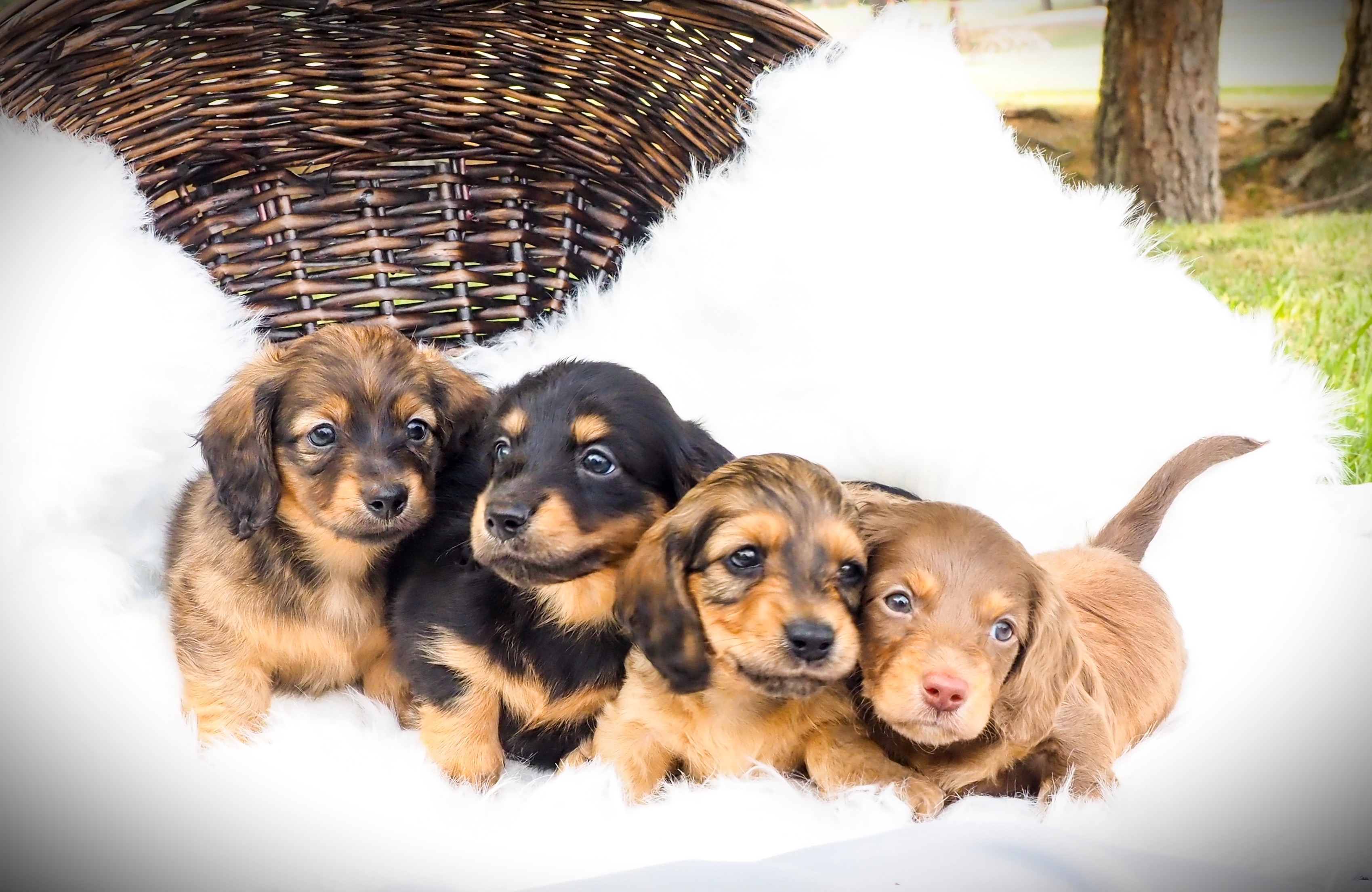 Woman Goes To Pick Out Cocker Spaniel Puppy, Tears at What Happens Next