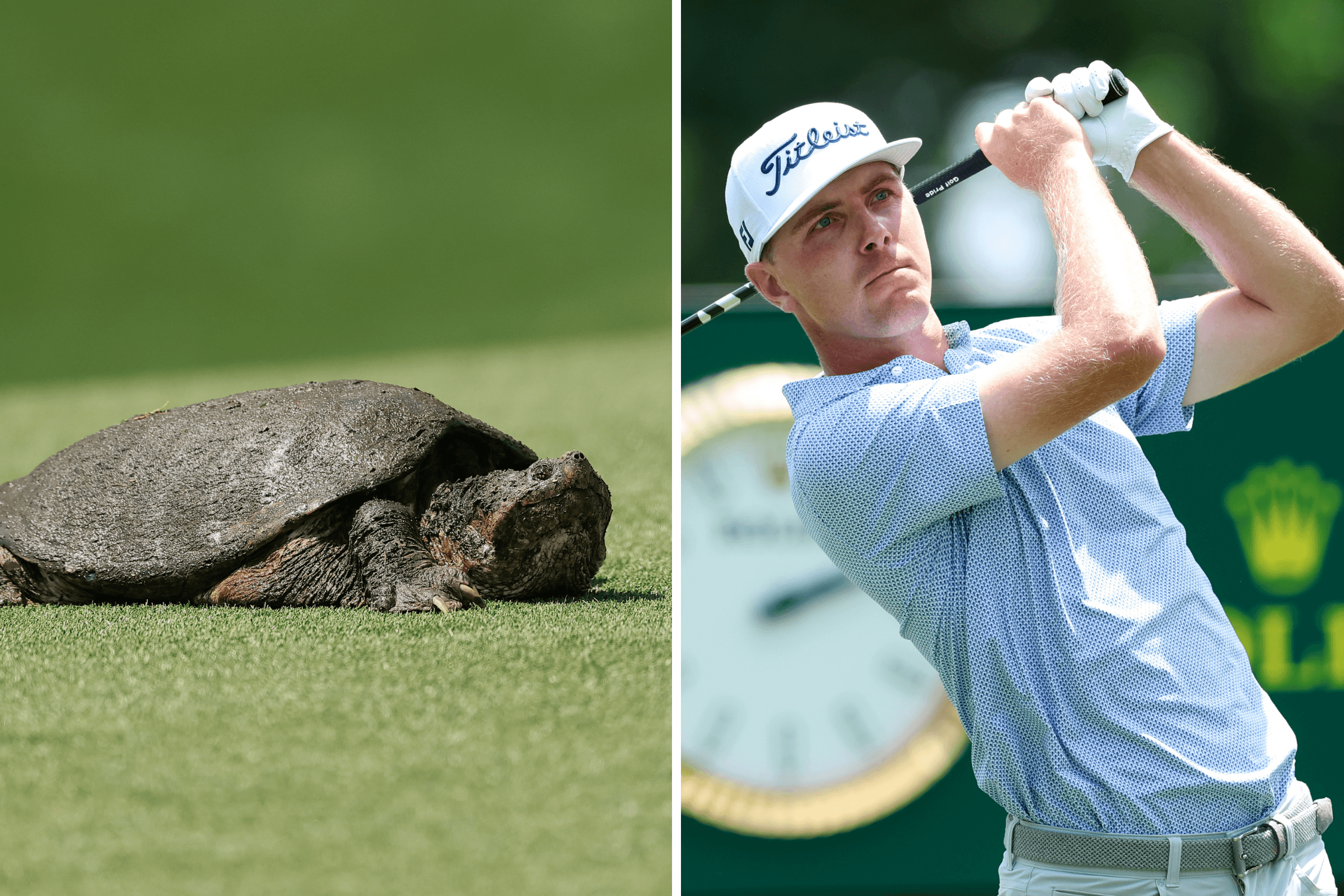 PGA Championship: Turtles Damage Bunker, Go Viral Saving Gerard's Day