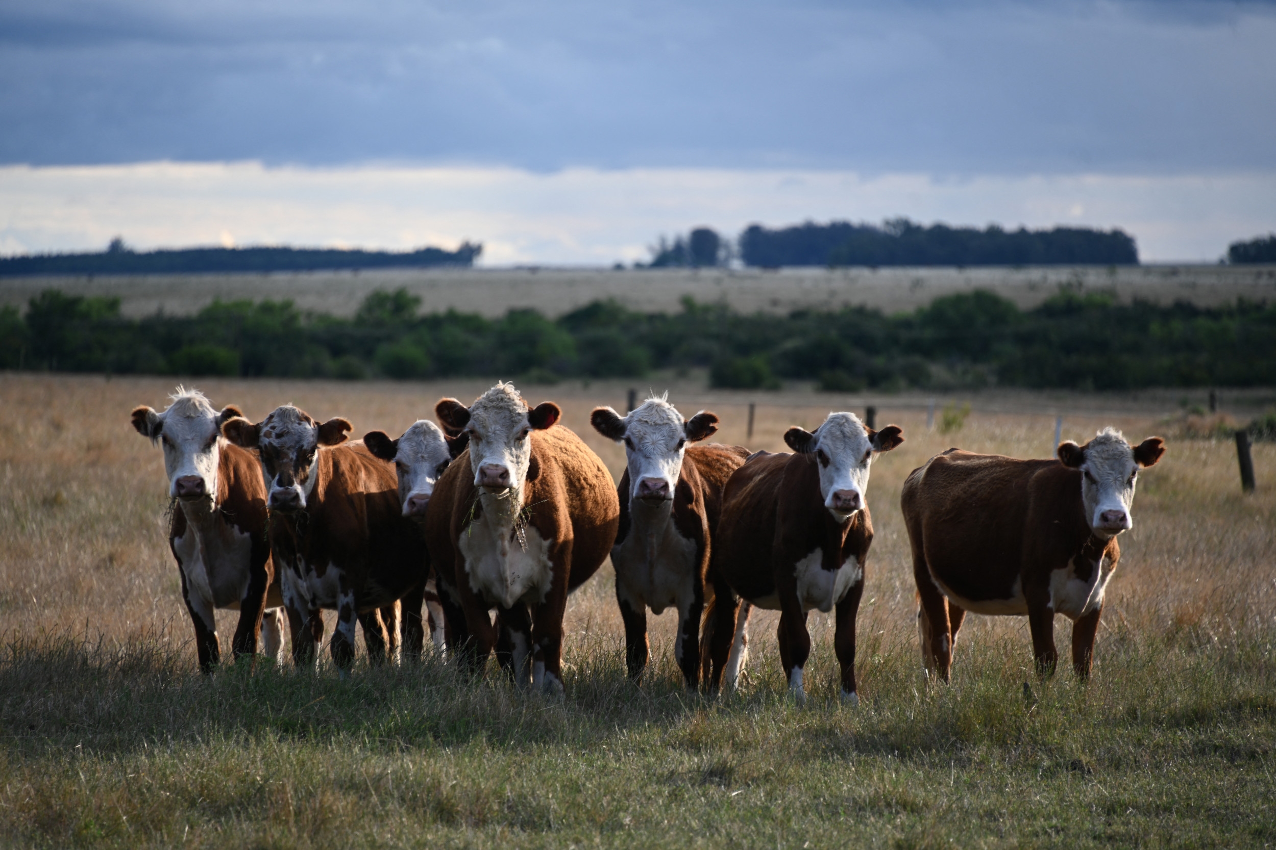 Phantom Cows Cost Investors $350 Million in Massive Scam