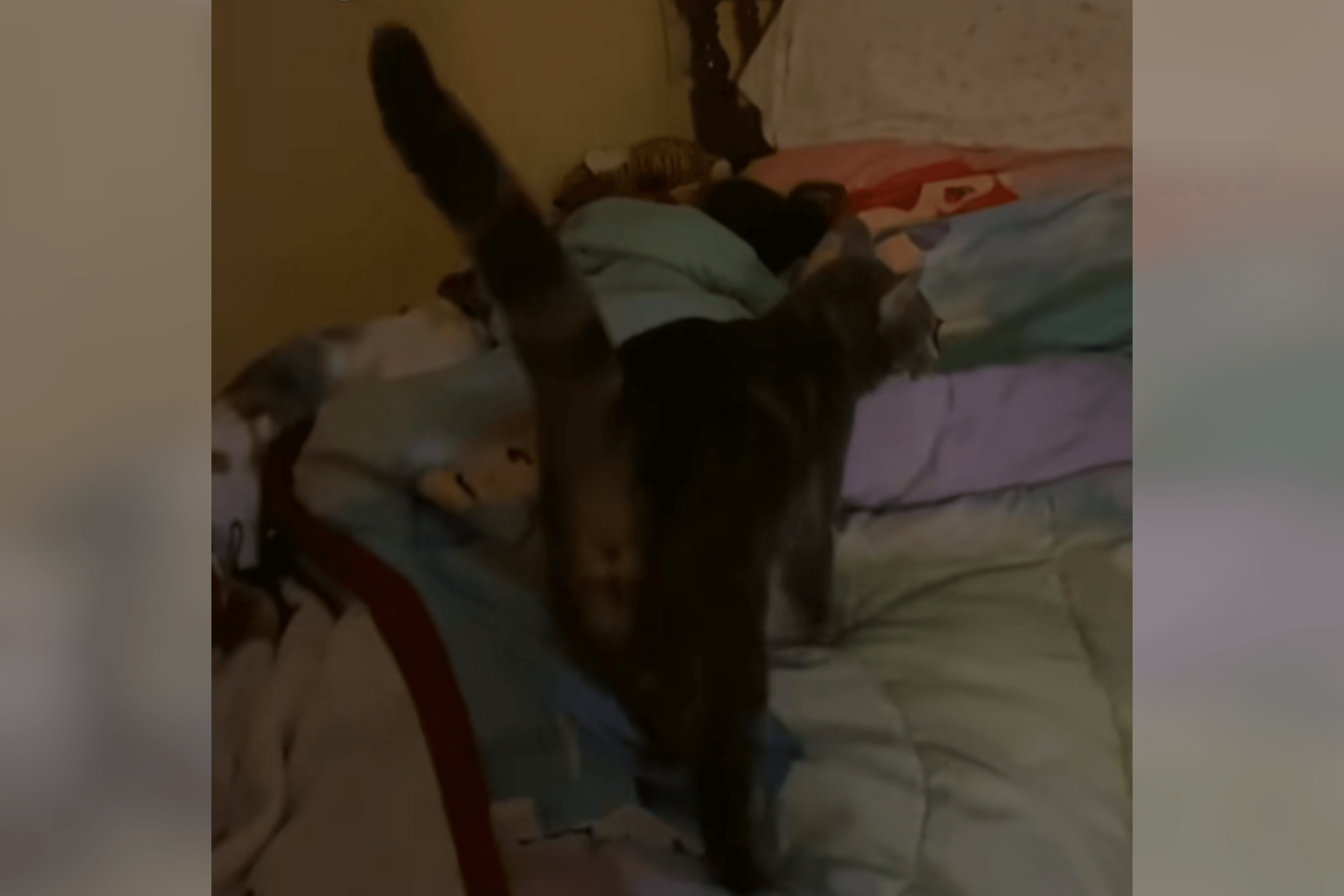 Mom Teaches Cat to Wake Up Daughter for School, Gets the Job Done