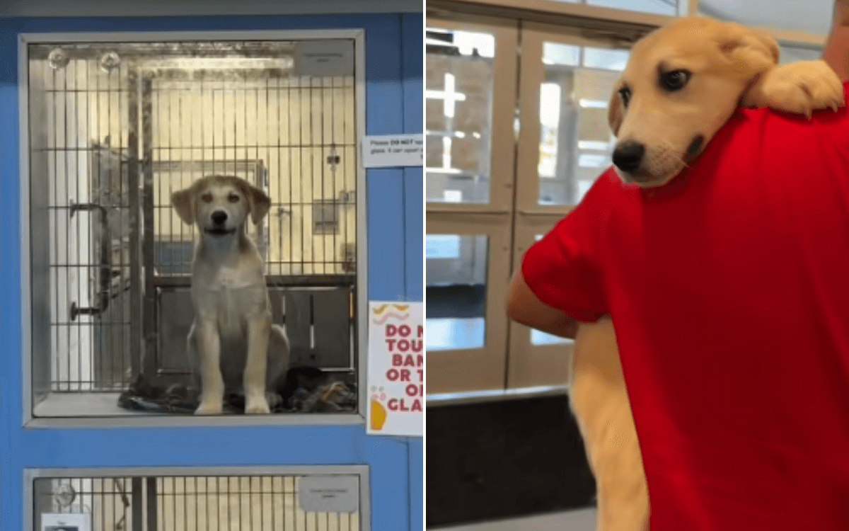 Couple Go to Shelter Looking for a Chihuahua—Realize 'Dog Picks the Family'