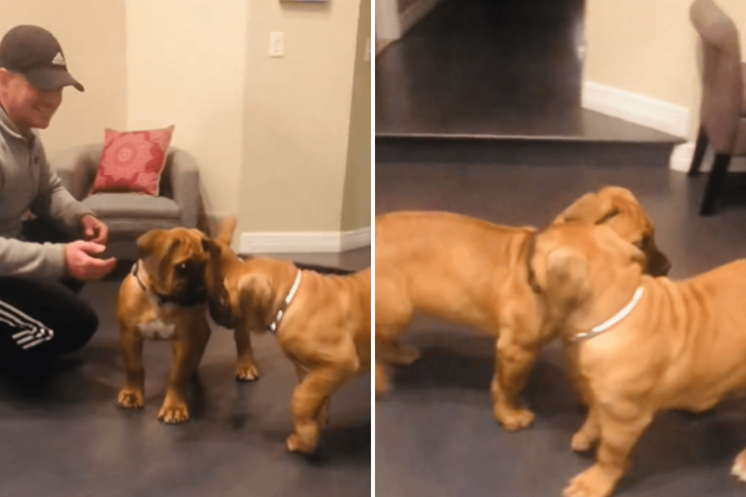 Tears at Littermates' Reaction to Meeting After Being Separated As Puppies