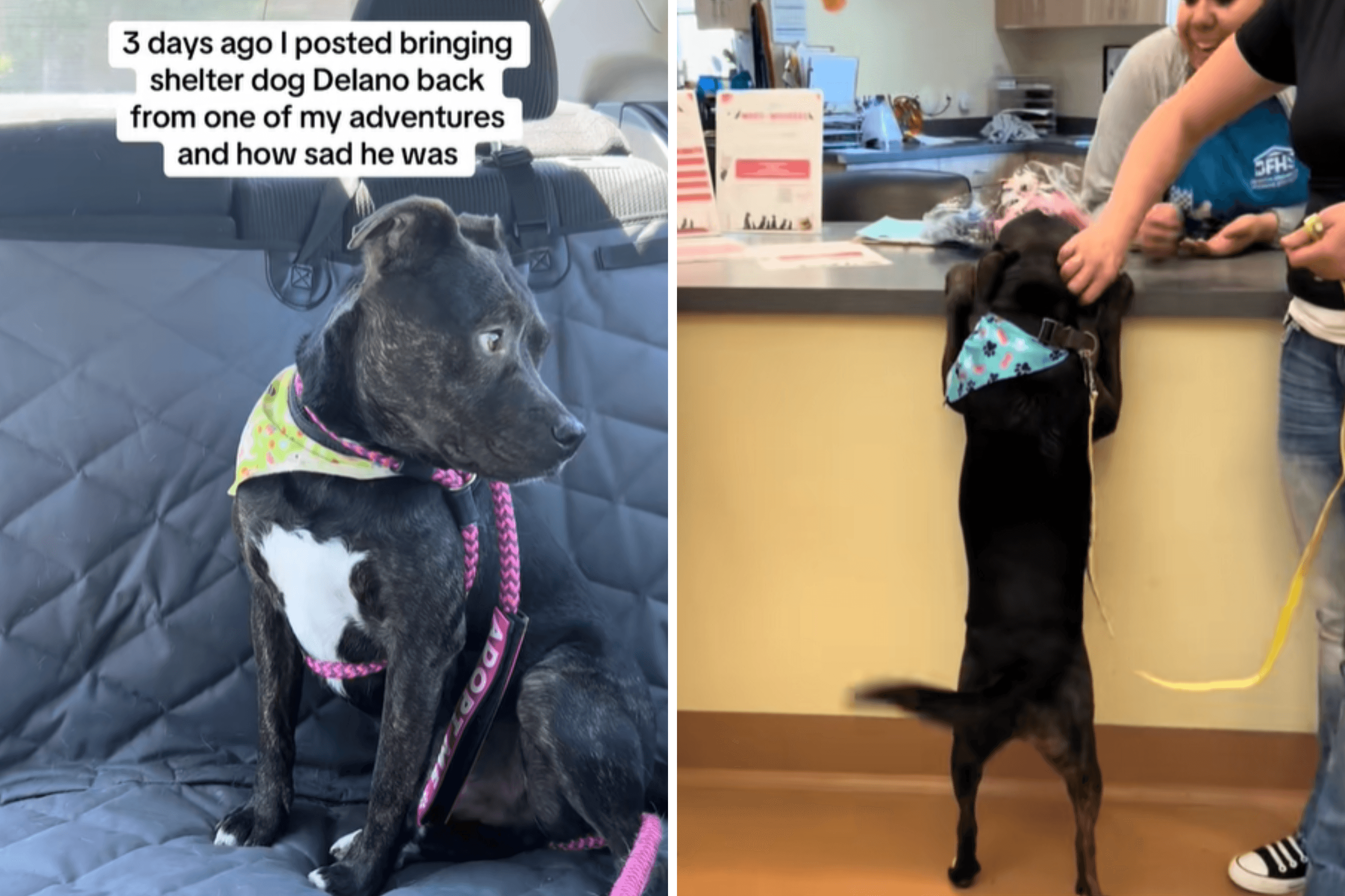 Shelter Dog Finds New Home and Sibling After Heartbreaking Viral Clip