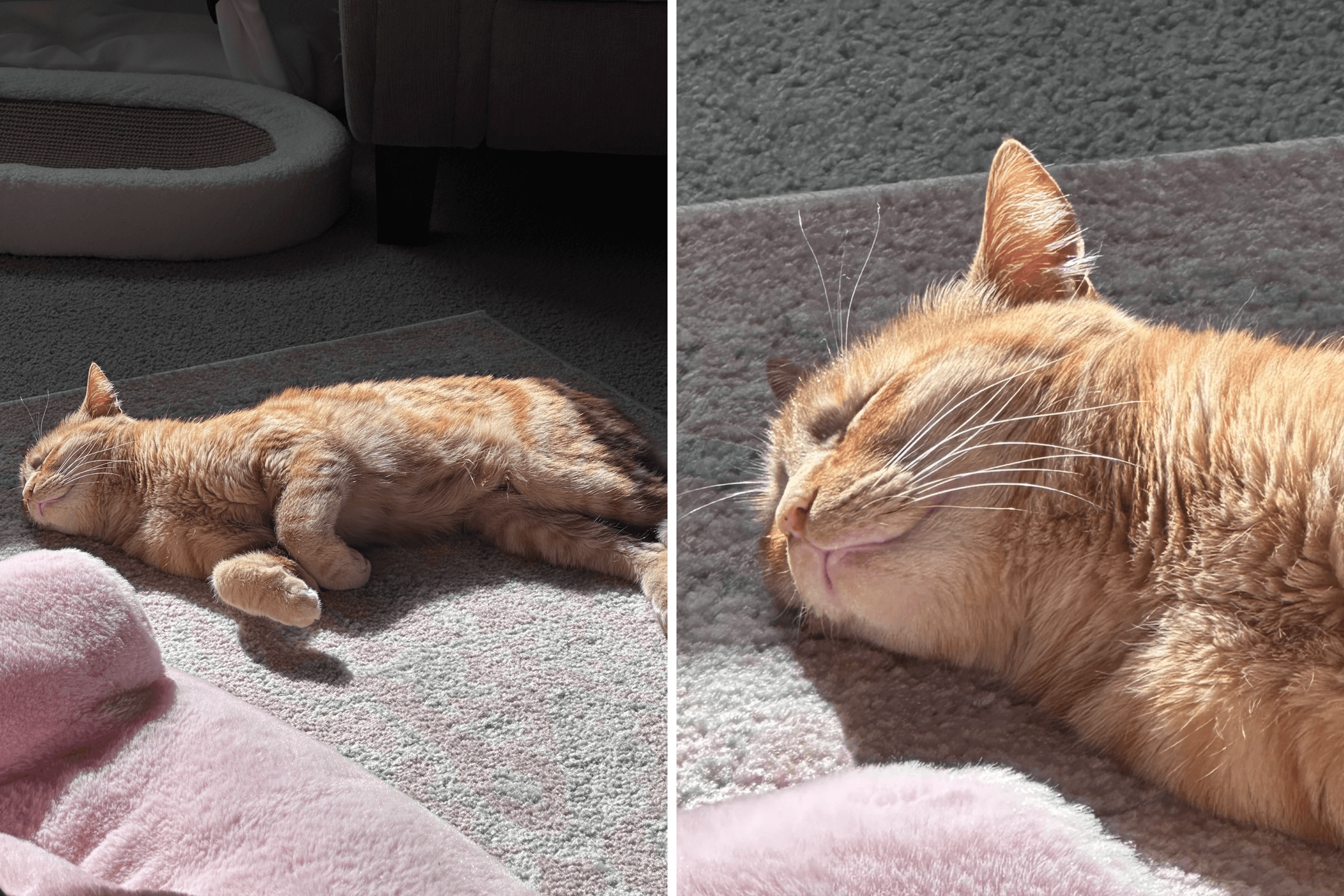 These Cats Never Saw Sunlight—Then Everything Changed