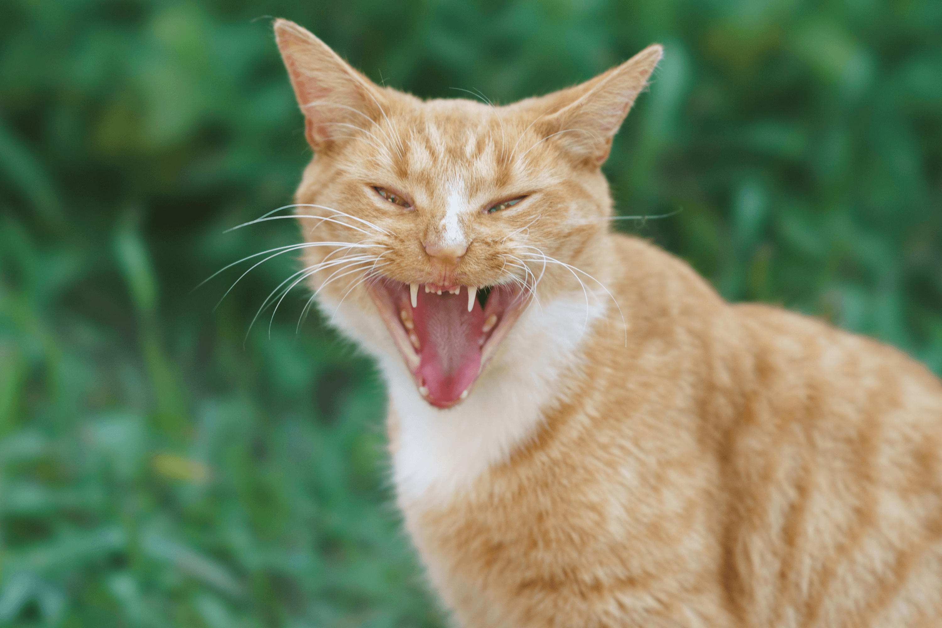 Hysterics at Shelter's Appeal To Adopt Cats Who Will 'Never Like You'