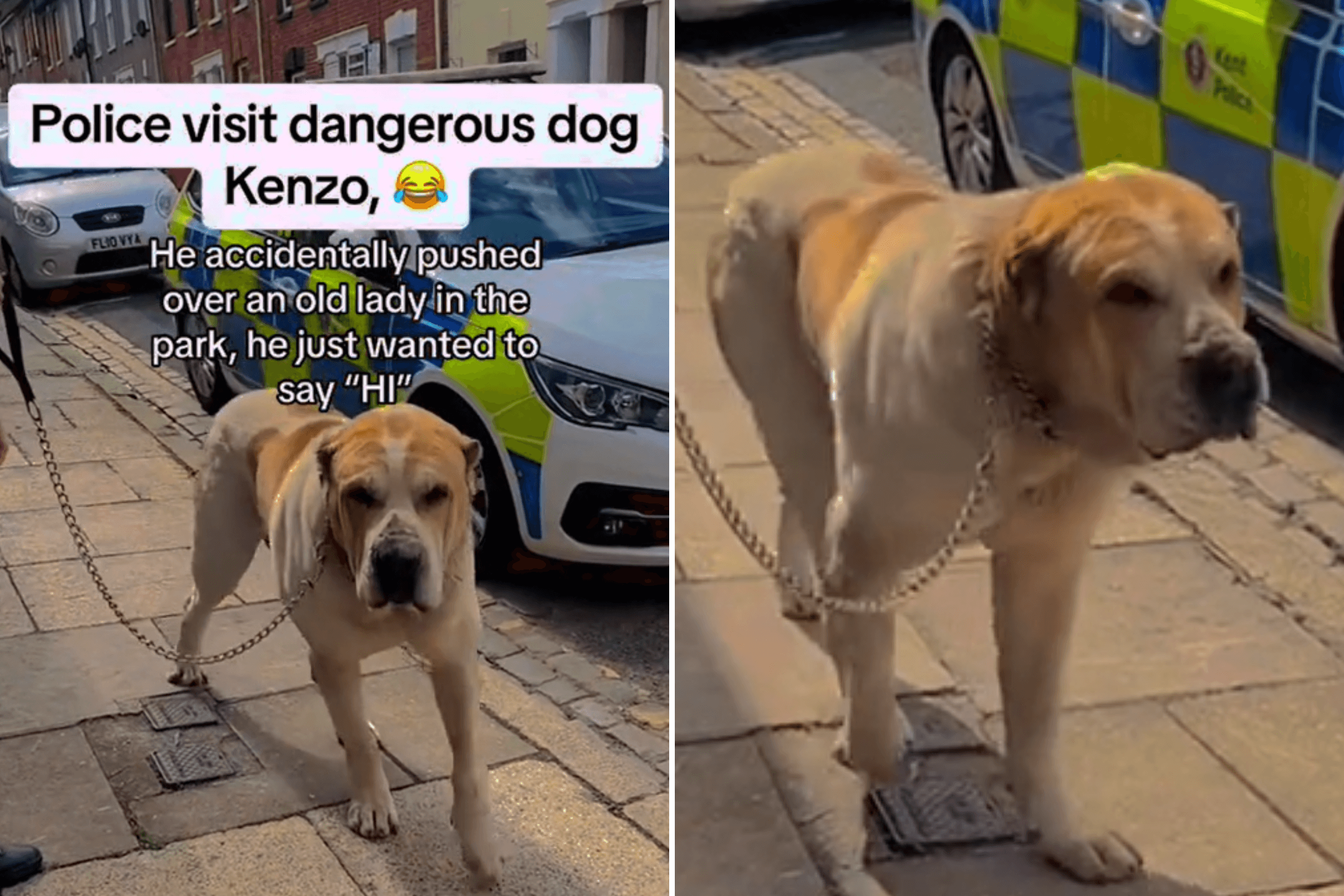 Police Visit 'Dangerous Dog,' Unprepared for What They Find
