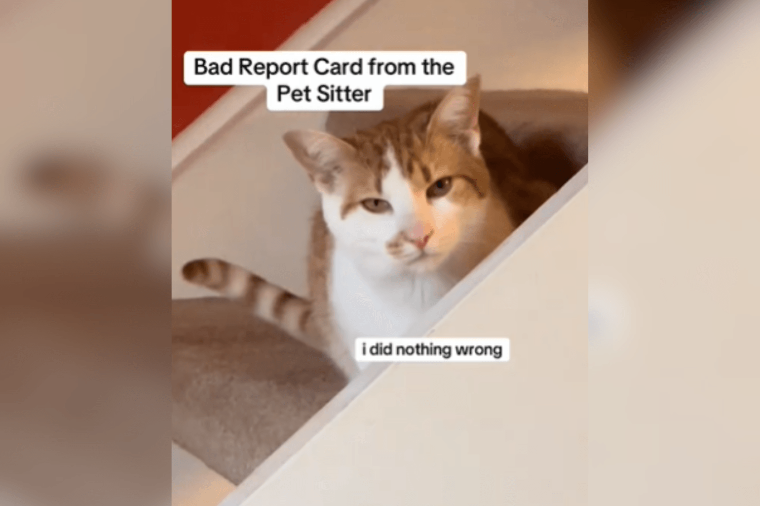 Dog and Cat Get Scolded After Sitter's 'Bad Report Card'—Not Impressed