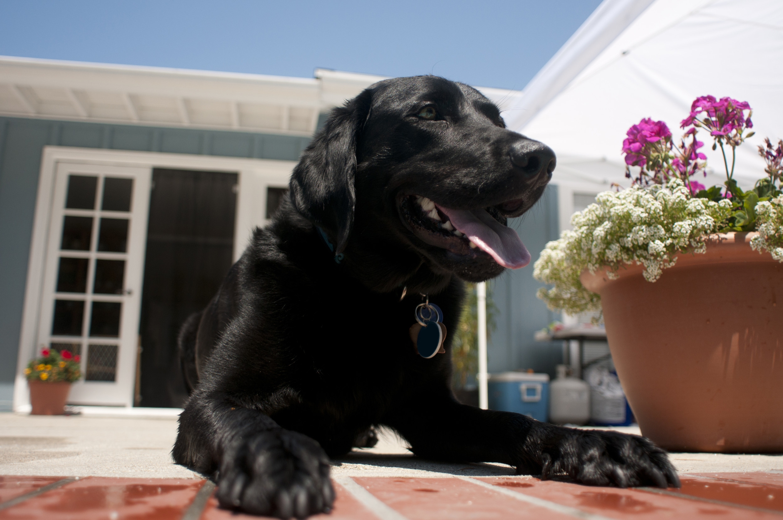 Tears at What Owner Does for Dog Who Loves People Watching: 'Had To Help'