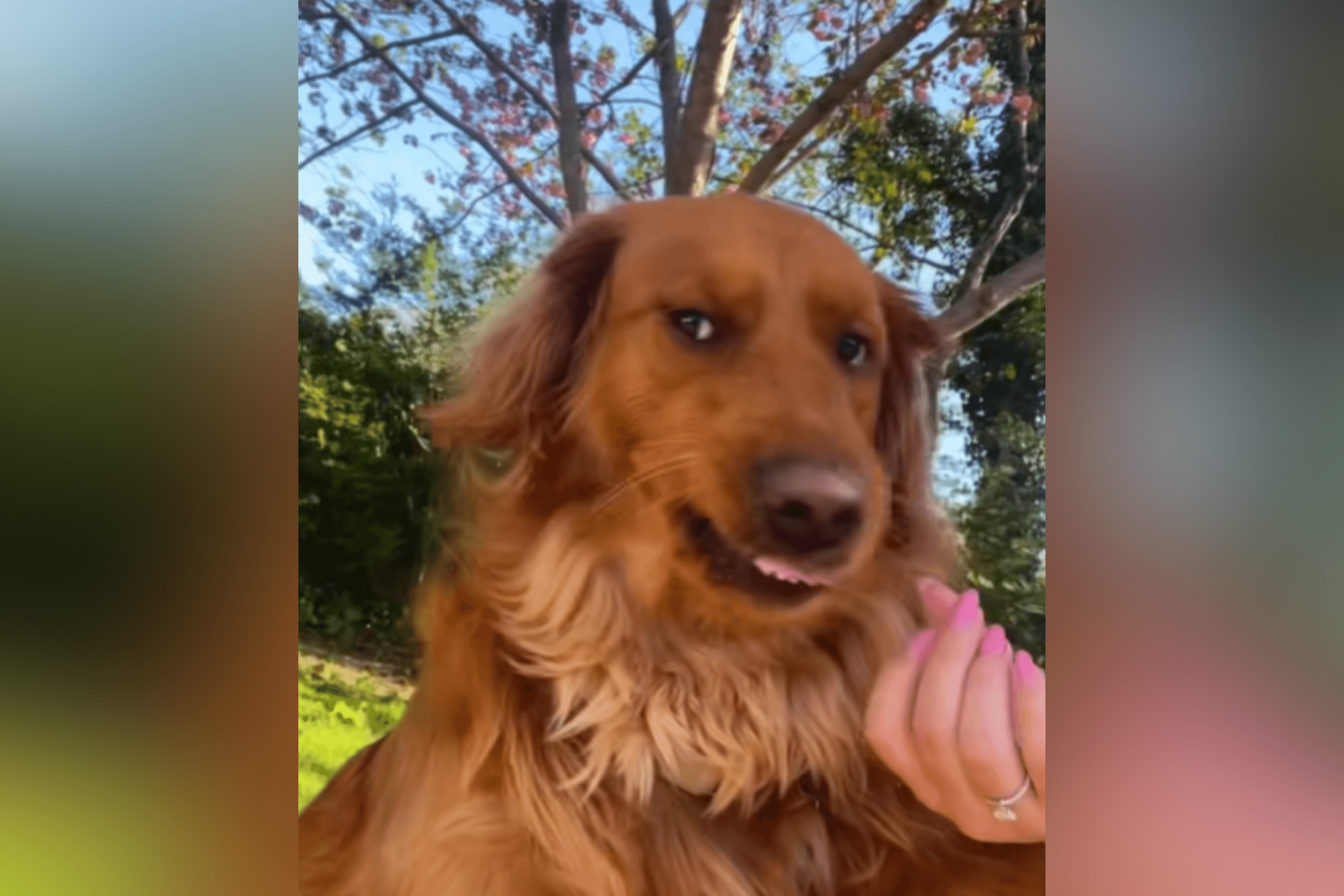 Moment Owner's Attempt at Sweet Moment With Dog Hilariously Backfires