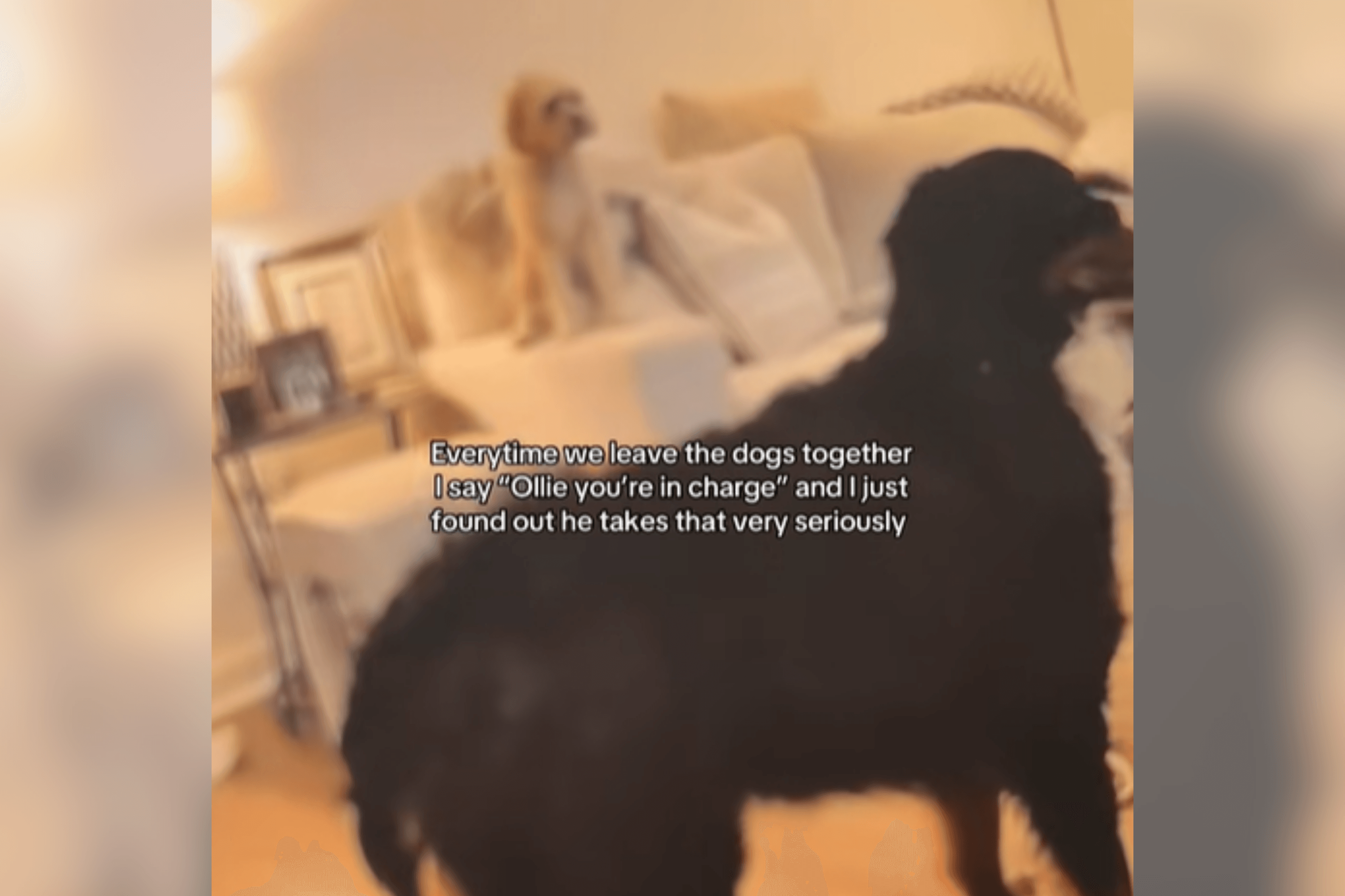 Woman Tells Cockapoo He's in Charge of Other Pets, Then She Checks Dog Cam