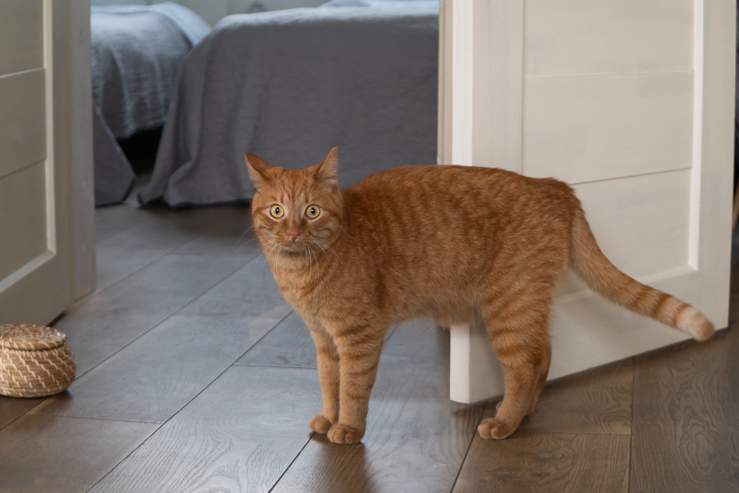 Woman 'Confused' by How Cat Gets into Home, Then She Catches It on Camera