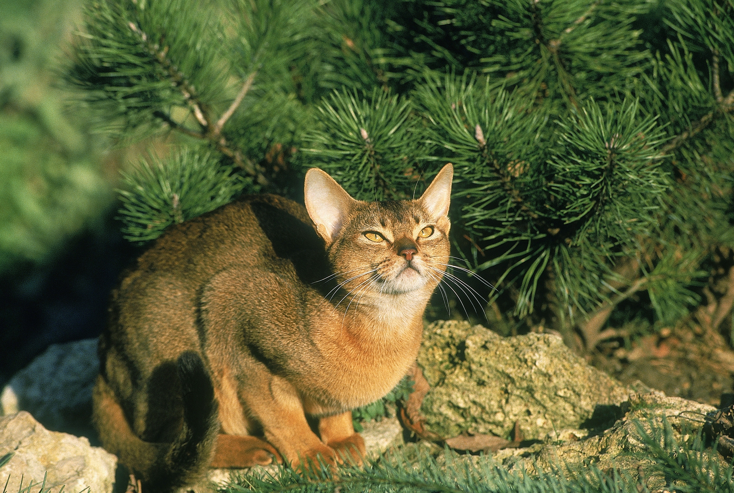 Cat Turns 24—and That's Not the Only Reason They're Celebrating