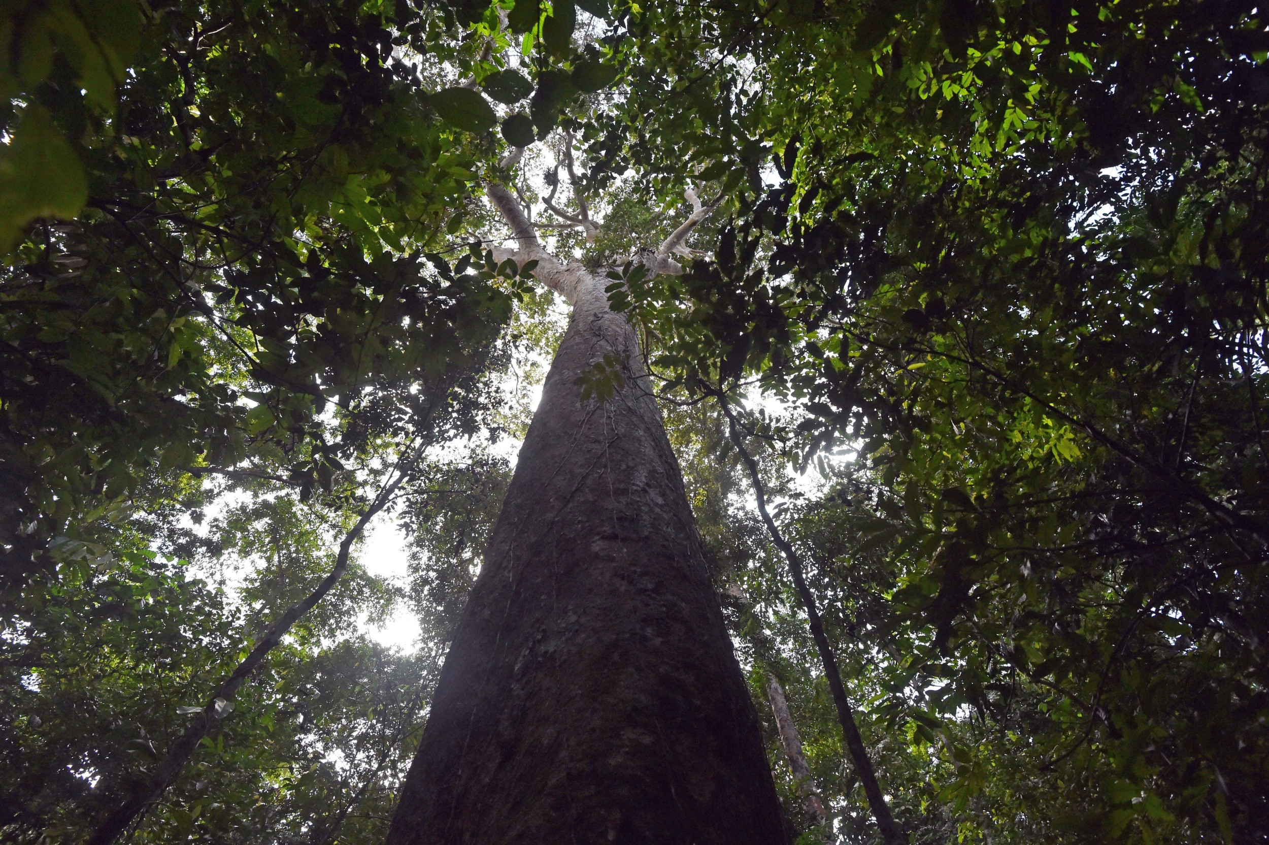 Panama Puts Focus on Nature's Role in Solving the Climate Crisis