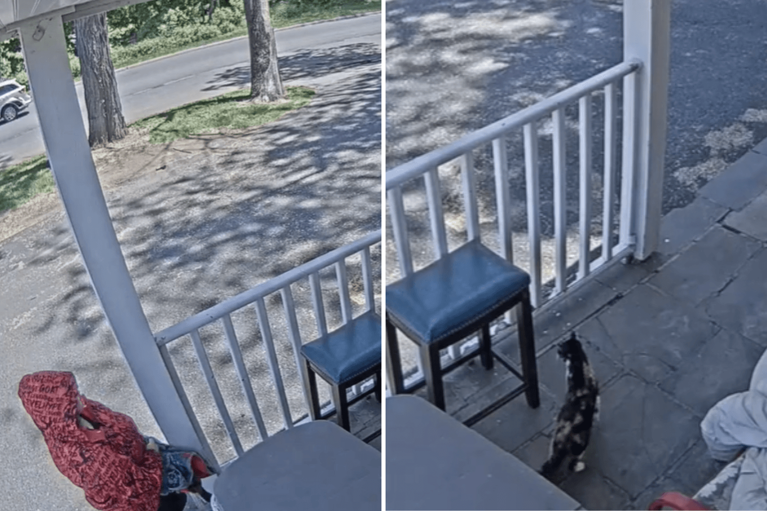 Security Cam Shows Cat's Heartbreaking Reaction After Being Left at Shelter