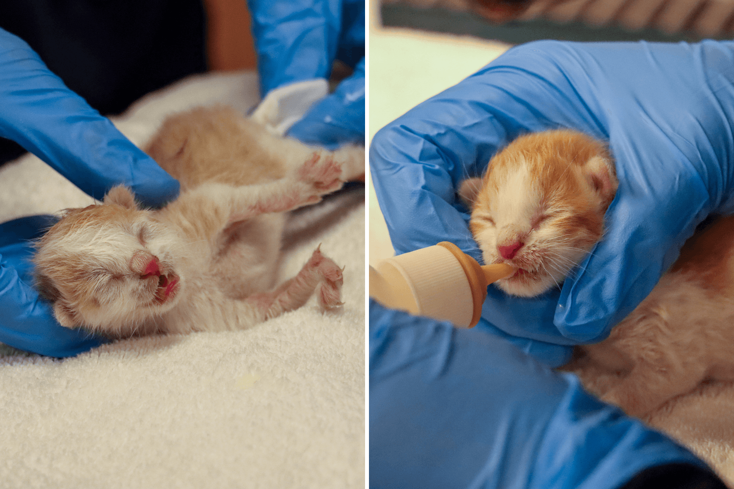 Kittens Fight for Their Lives After Being Found Zip Tied to Shopping Cart