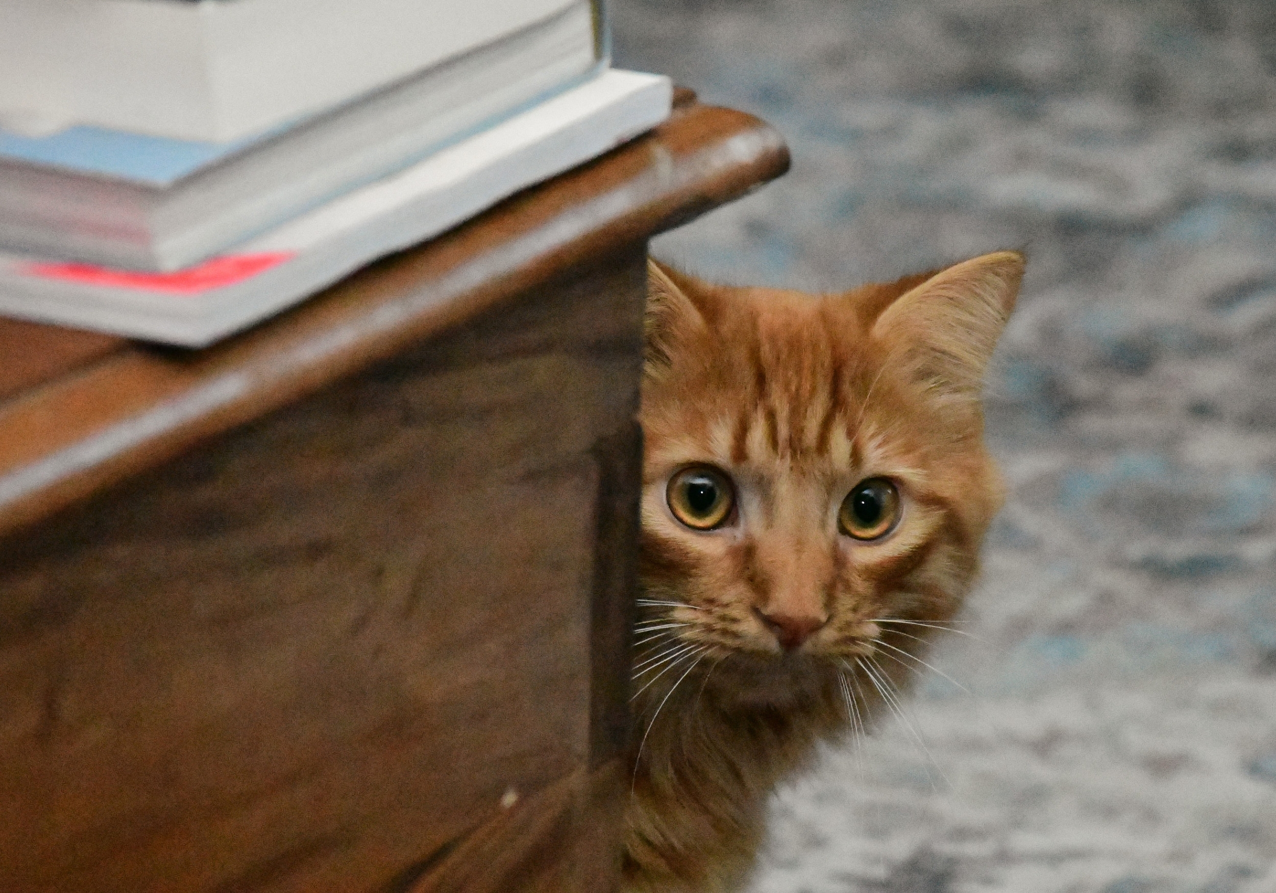 Cat Hiding From Vet in Plain Sight Leaves Internet in Stitches