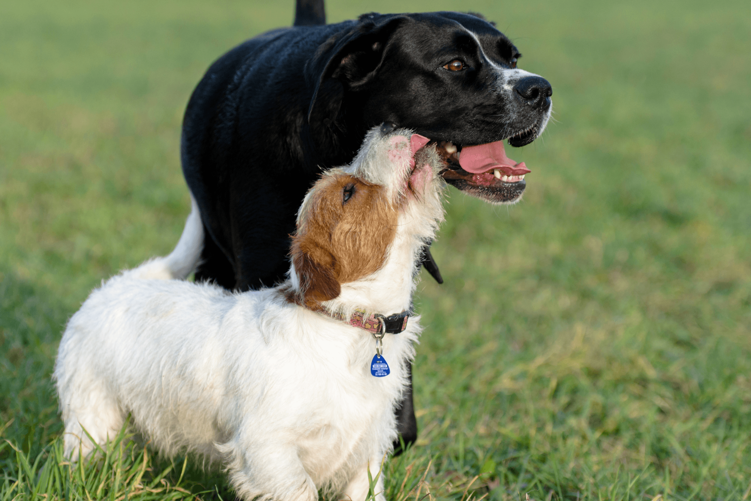 Dog Teaches Foster Puppy To Howl, Internet Obsessed: 'Littlest Woo'