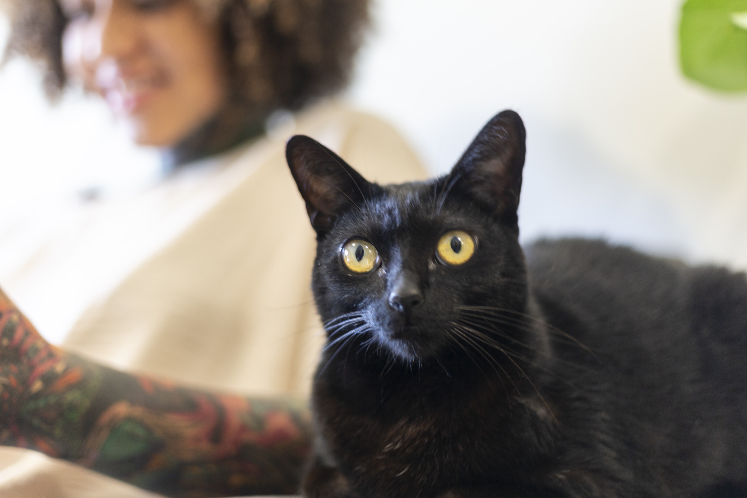 Man Films His First Night With Girlfriend's Cats—Their Reaction Says It All