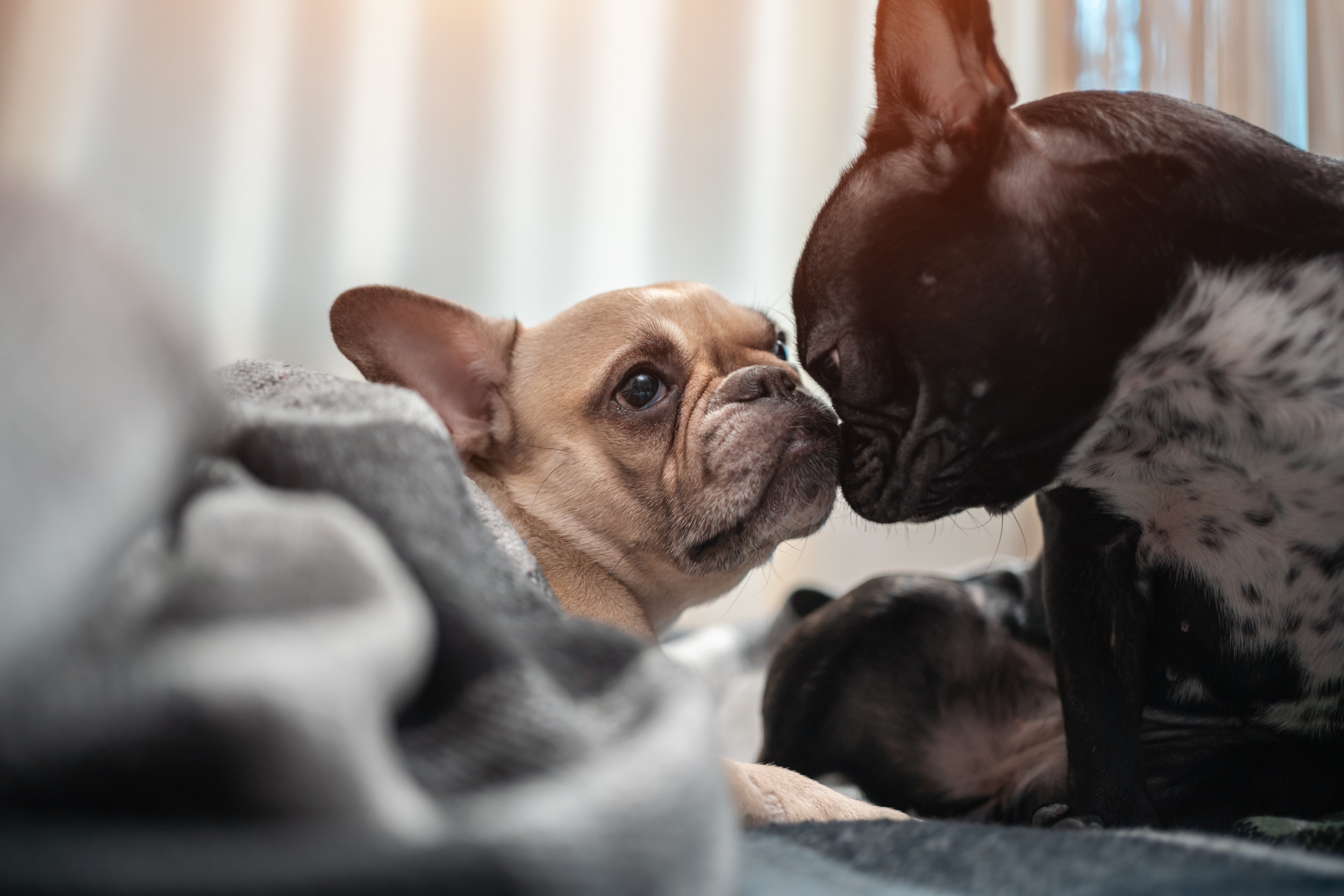 Woman Adopts Puppy, Who She Thinks Is Her Mom Melts Hearts