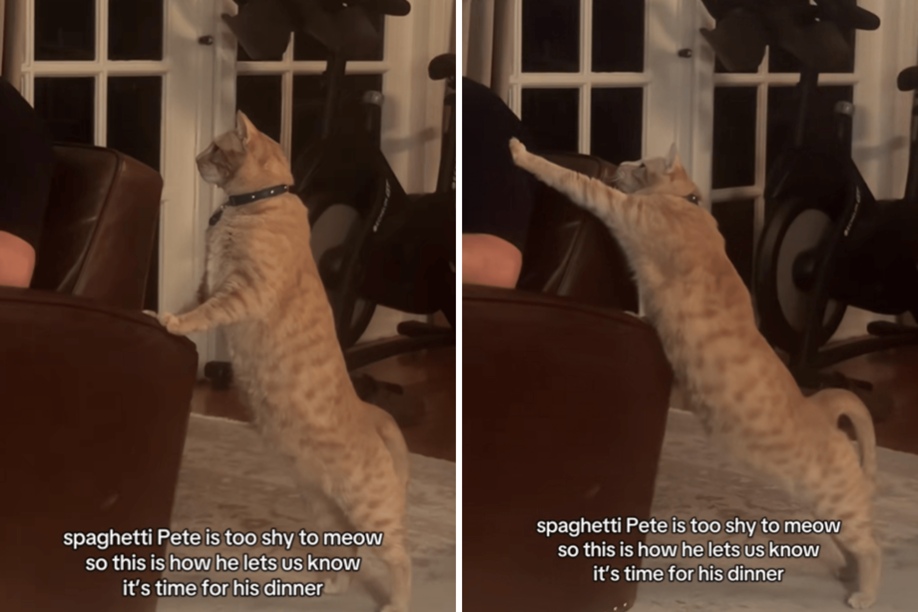 What Rescue Cat 'Too Shy To Meow' Does To Get Attention Melts Hearts