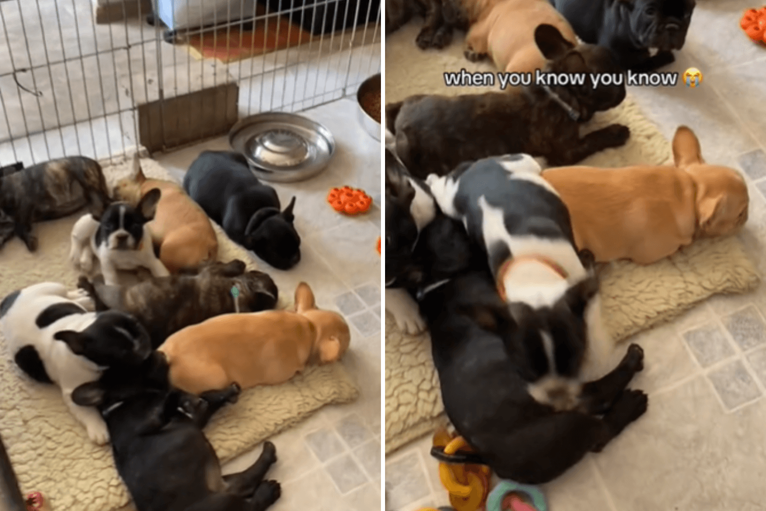 Hearts Melt at How Puppy Picked Owners: 'When You Know You Know'