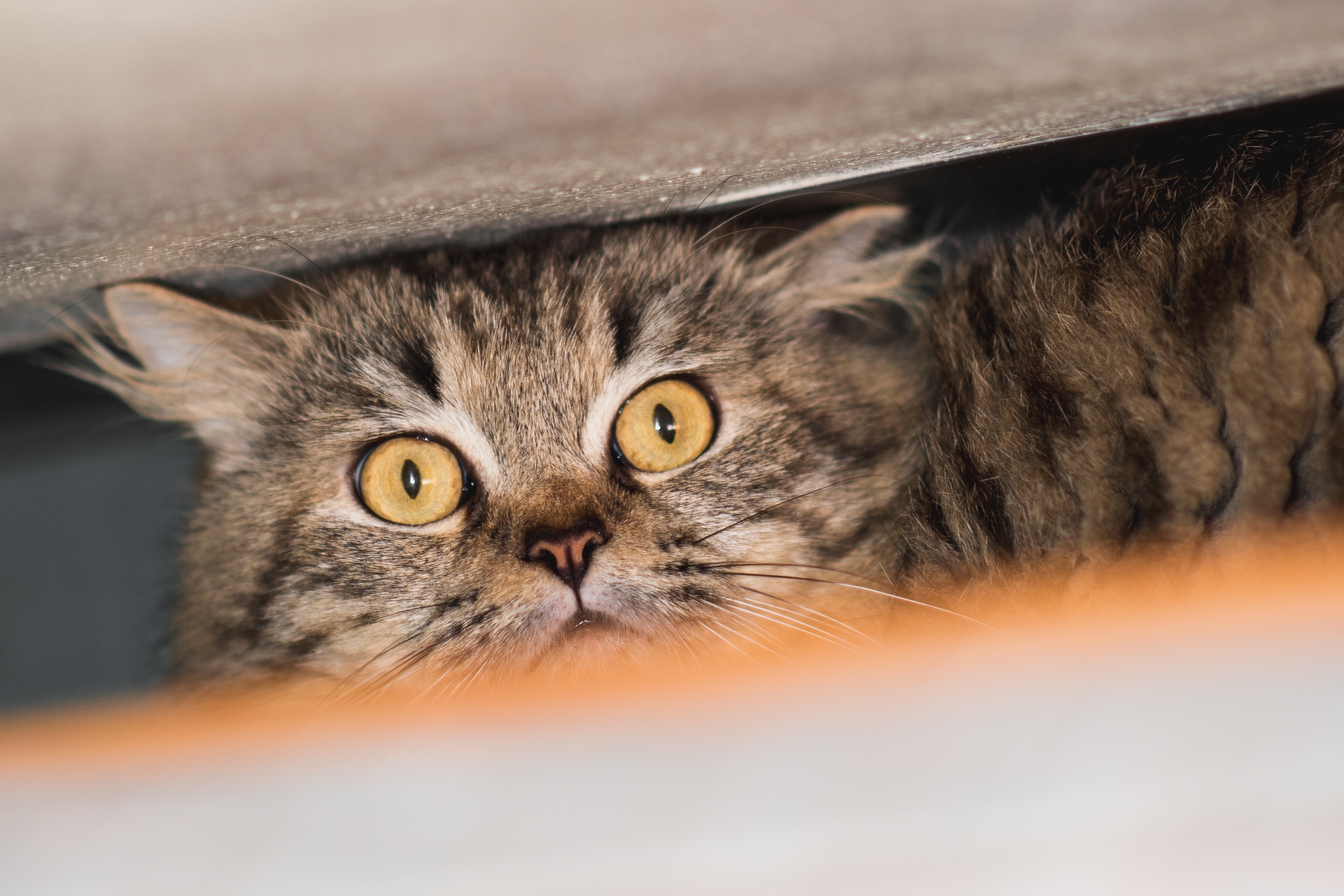Cats See Owners Packing Their Things—Start To Panic When They Realize Why