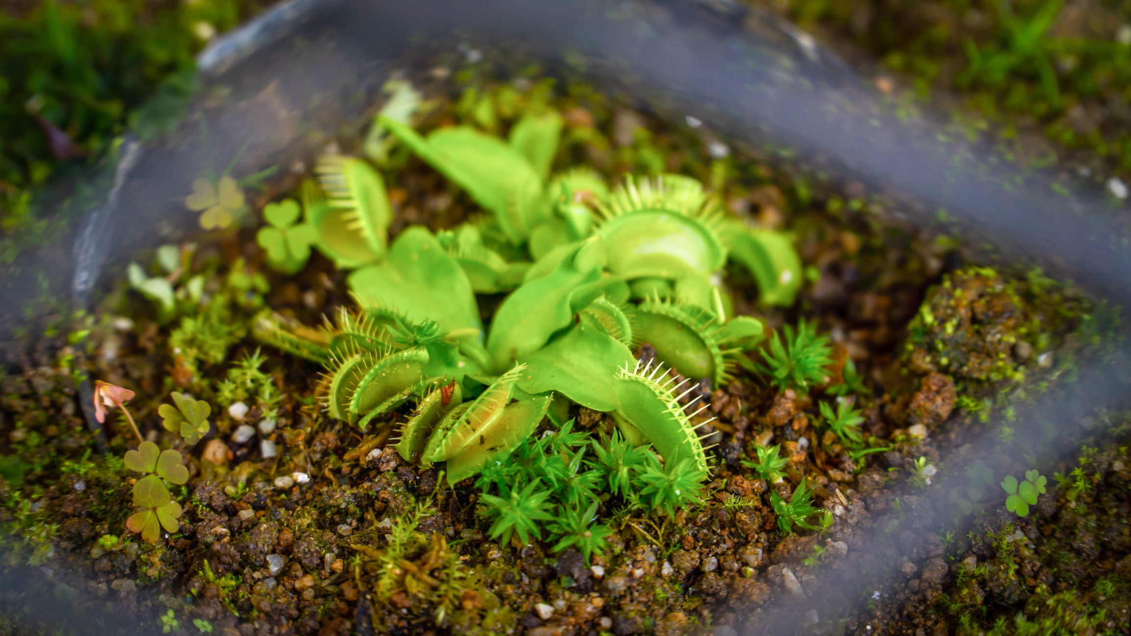 Man Orders Venus Flytrap, Unprepared for What He Ends Up With: 'Help'