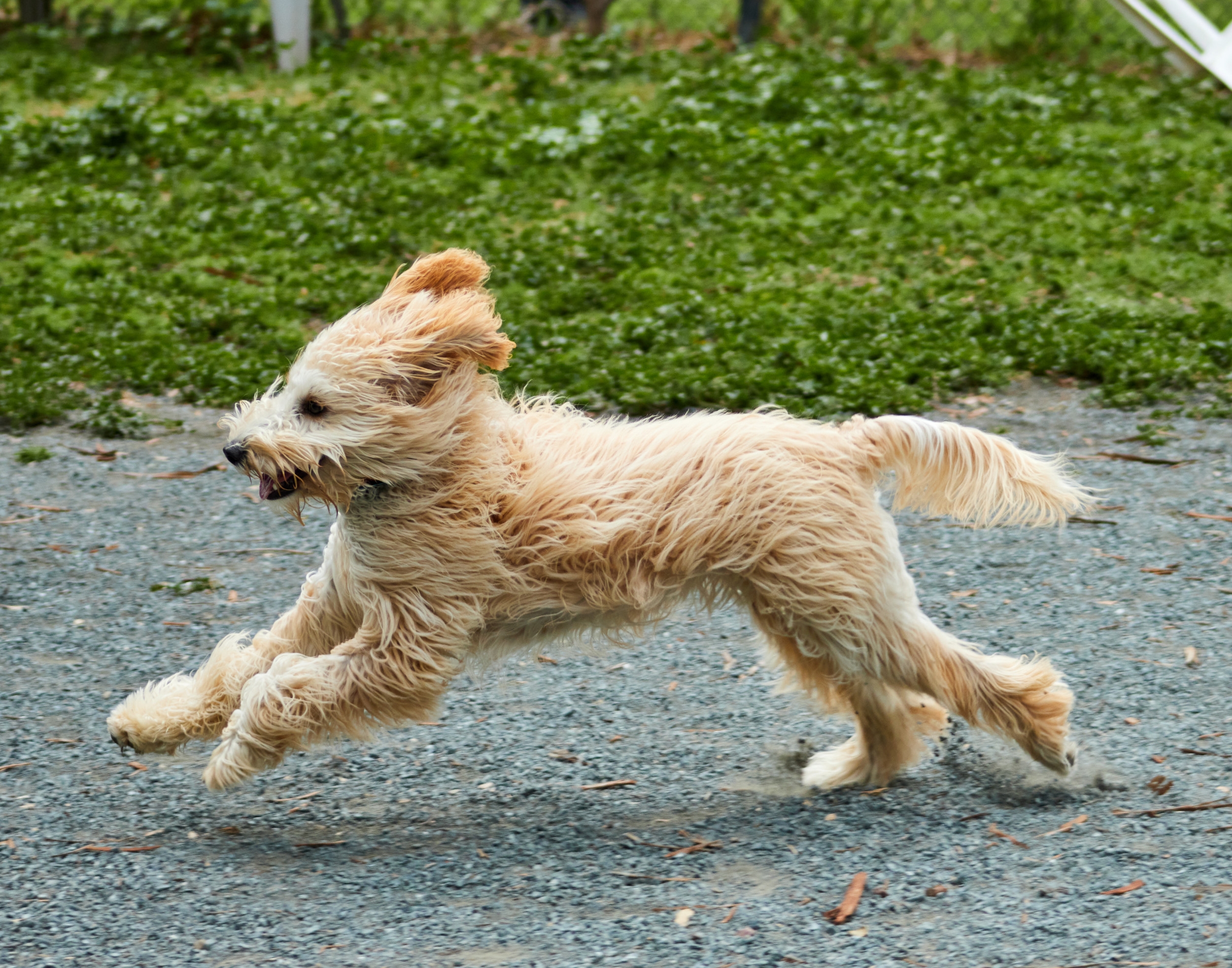Dog's 'Freedom Run' After Getting in Trouble Has Internet In Hysterics