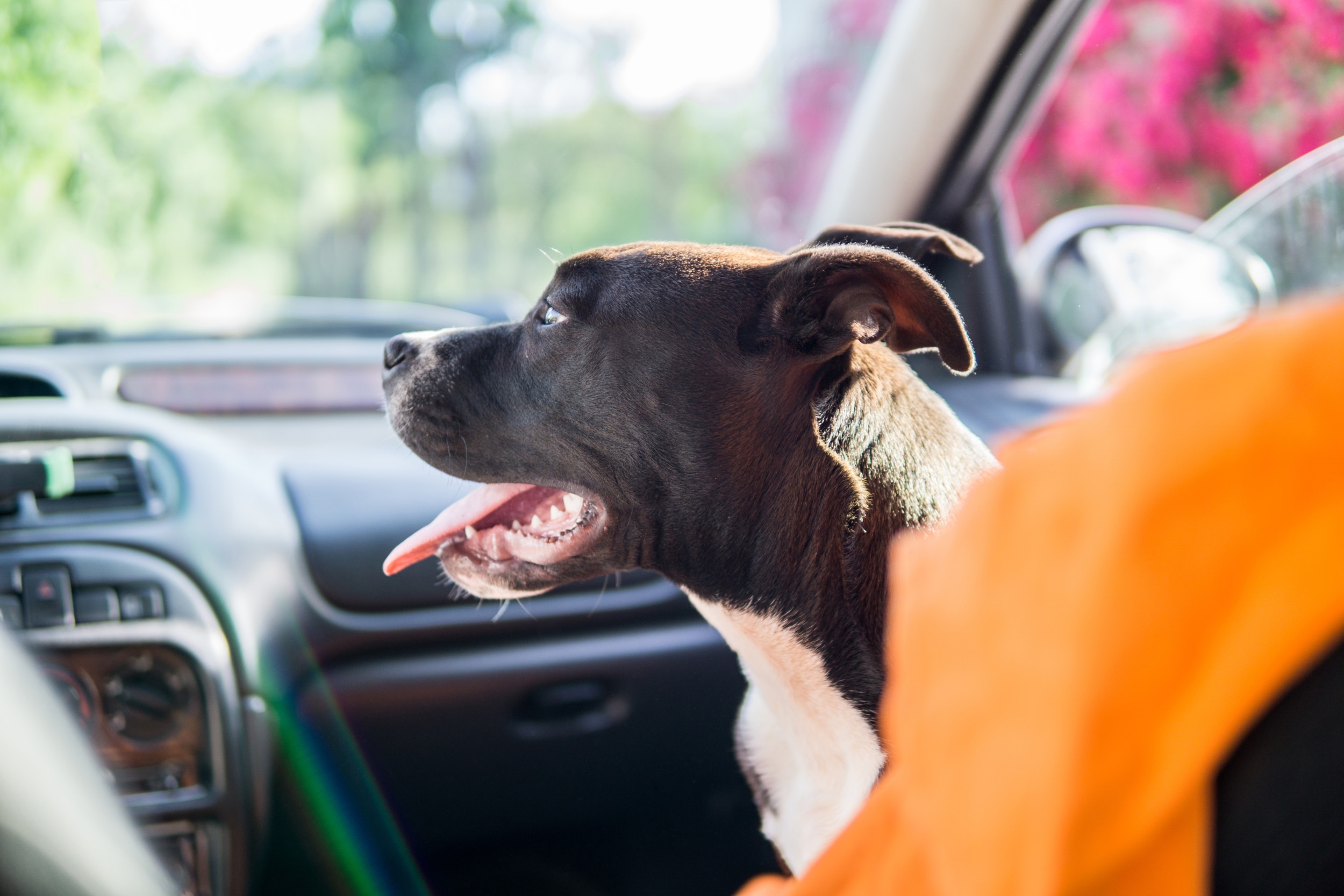 Shelter Dog Thinks He's Being Sent Back After Day Out – but He's Wrong