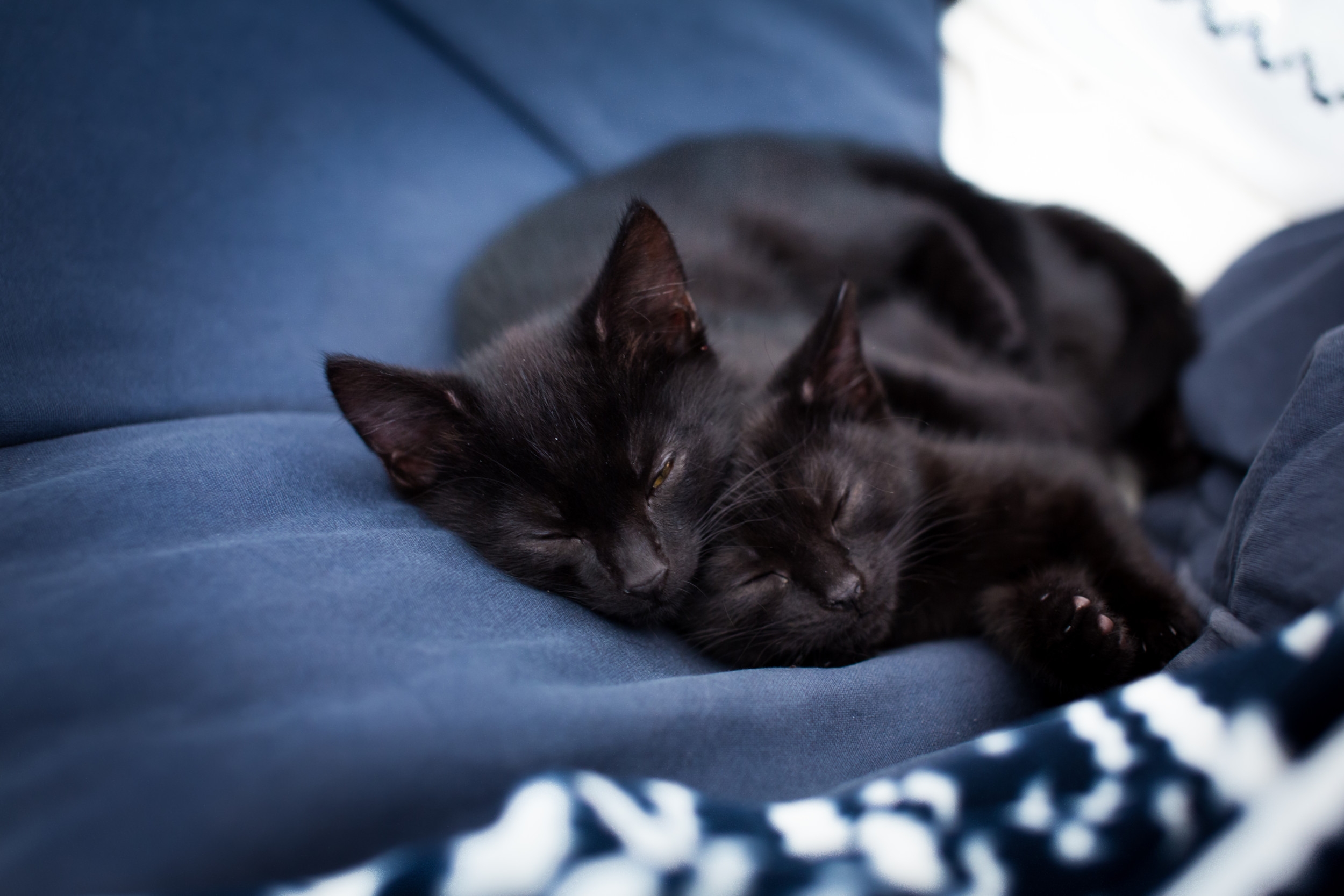 Cat Has Lookalike Babies—What Owner Does Next Melts Hearts