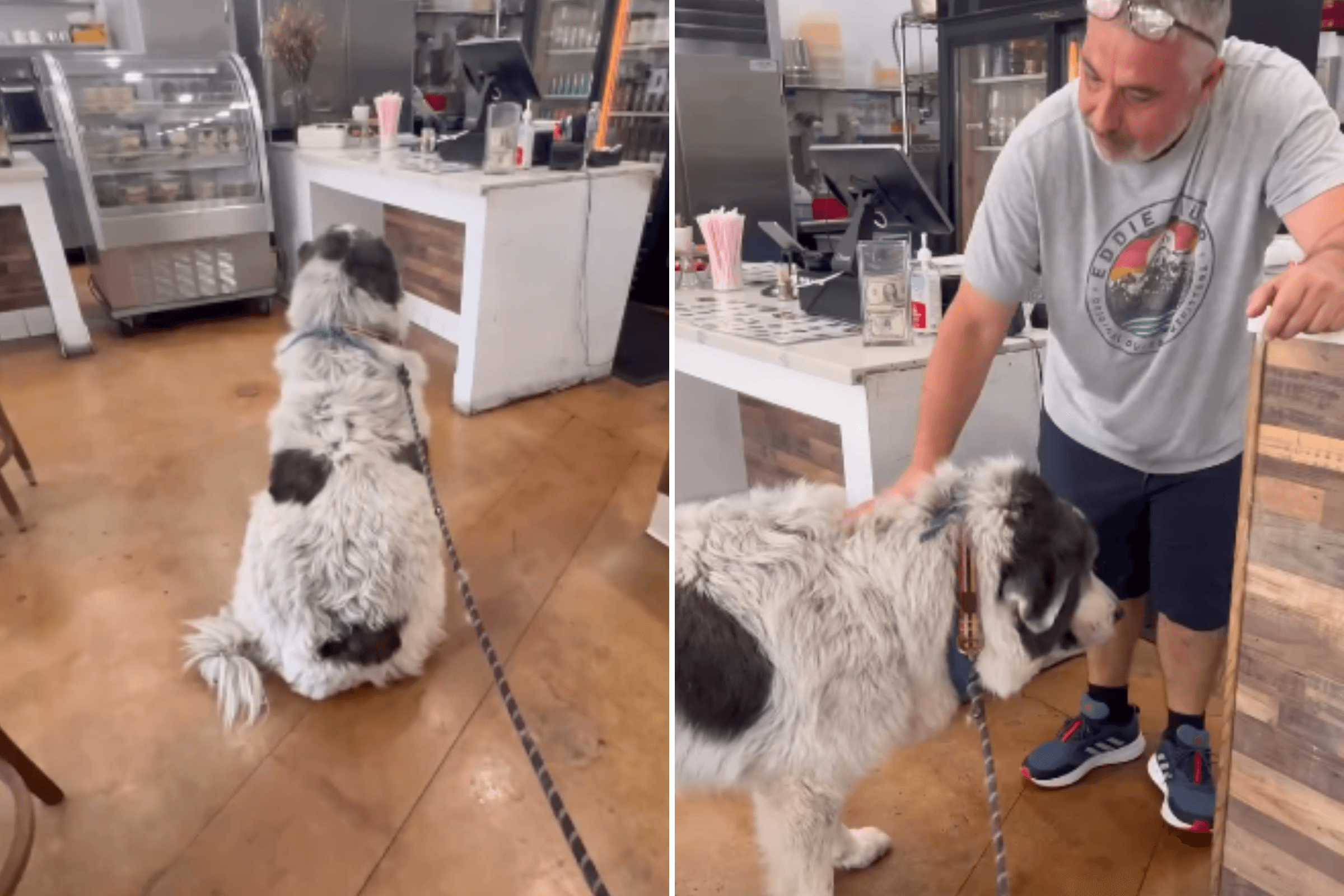 Dog Gets Treat From Restaurant Worker 5 Years Ago—He Still Remembers It Now