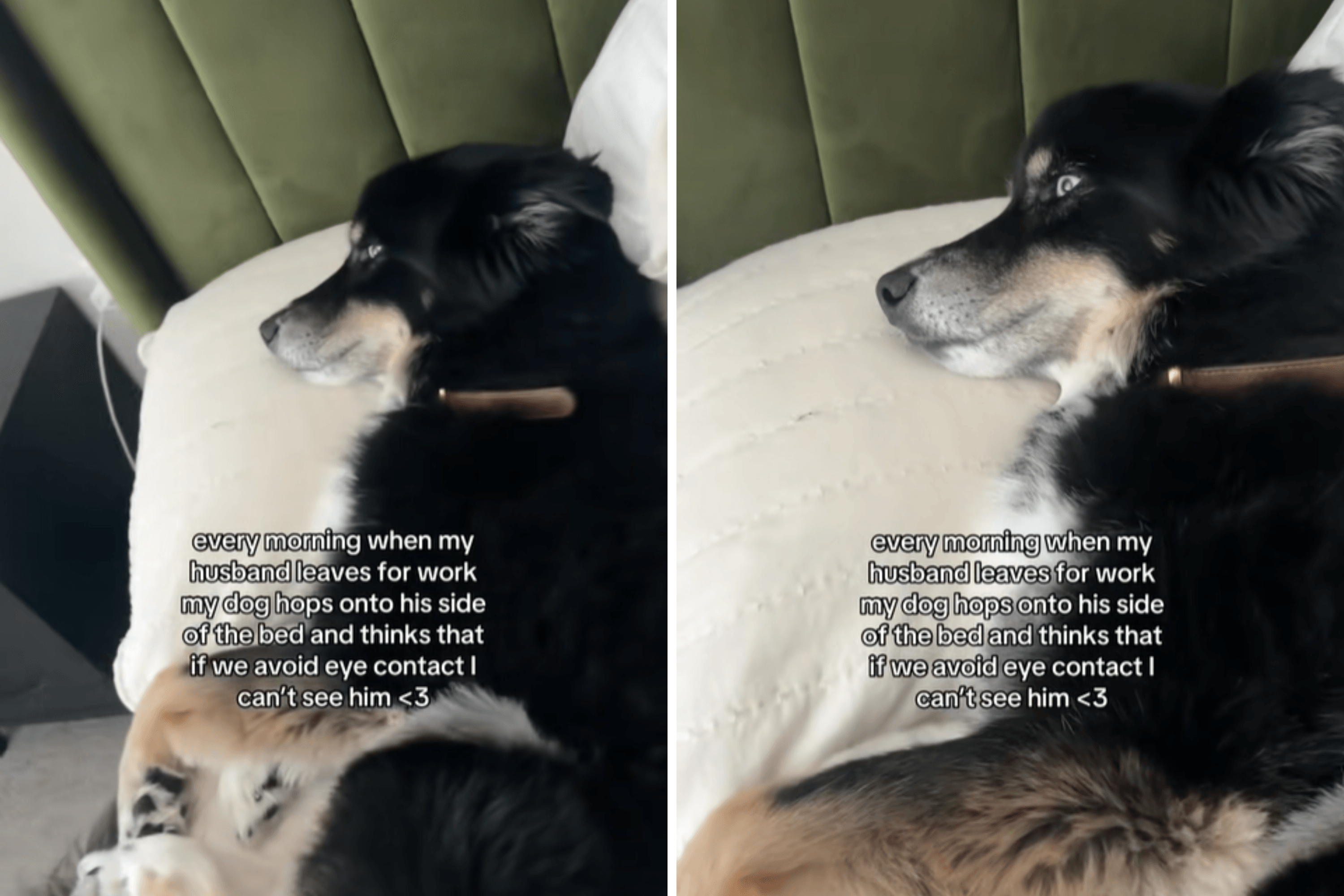Dog's Reason for Avoiding Eye Contact with Owner in Morning Warms Hearts