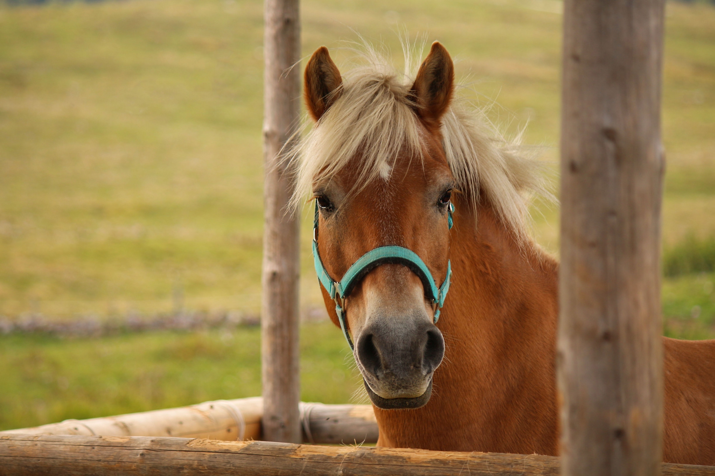 Woman Introduces Horse to Turtle—Reaction Leaves Internet in Hysterics
