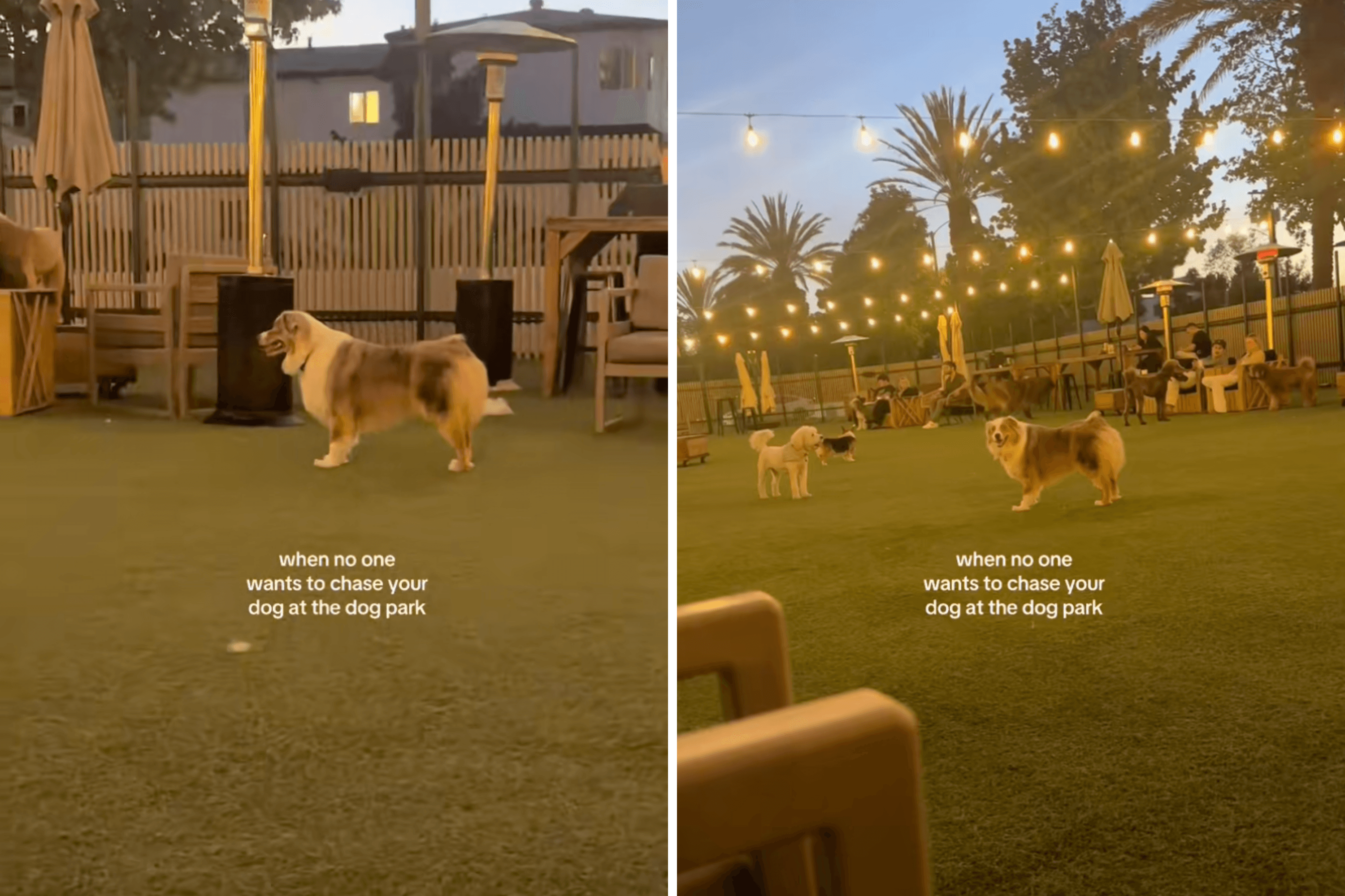 Tears as Dog Struggles to Make Friends at Park: 'The Little Barks'