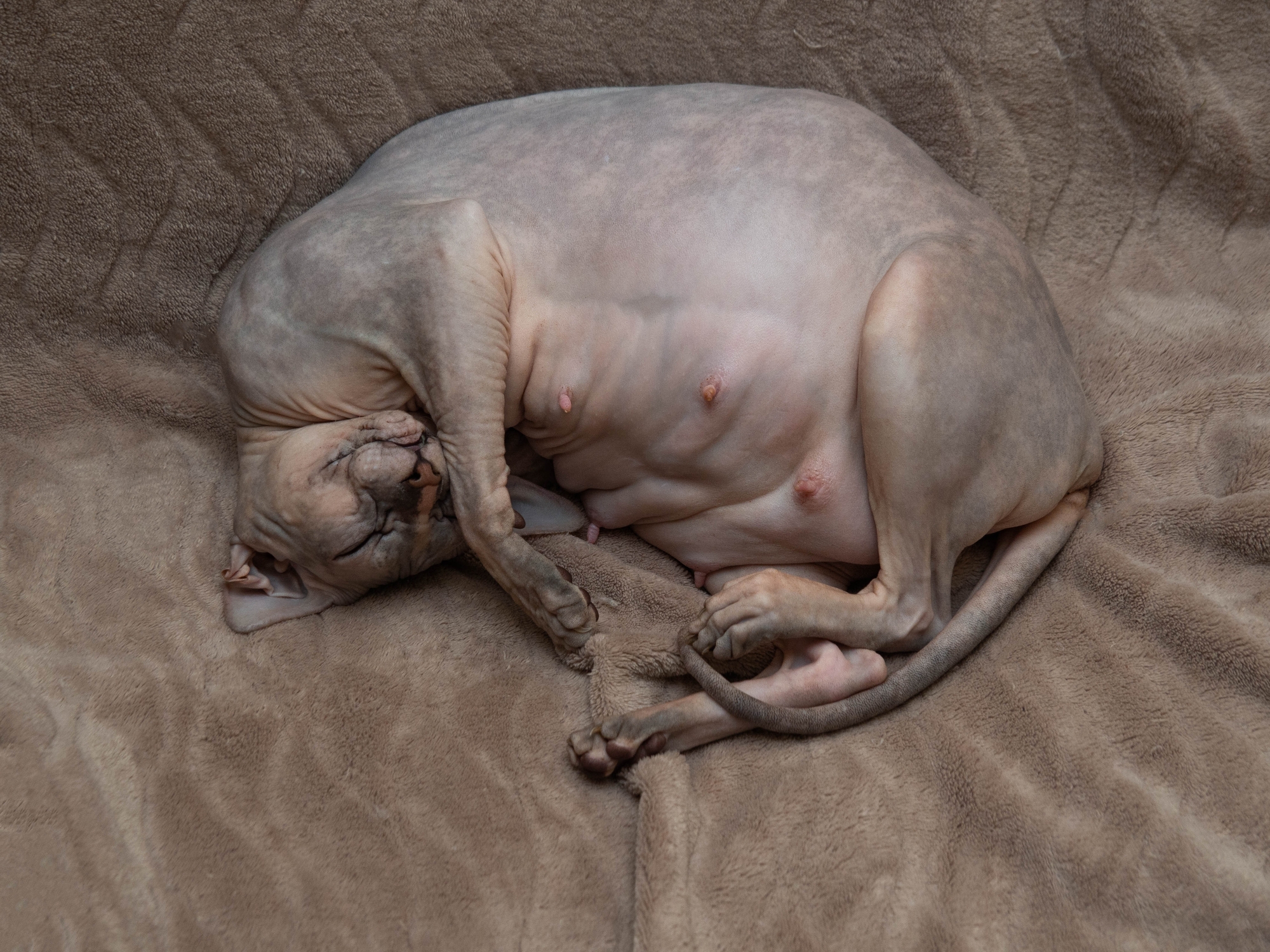 Pregnant Sphynx Cat Goes Viral as Viewers Left Shocked by Appearance