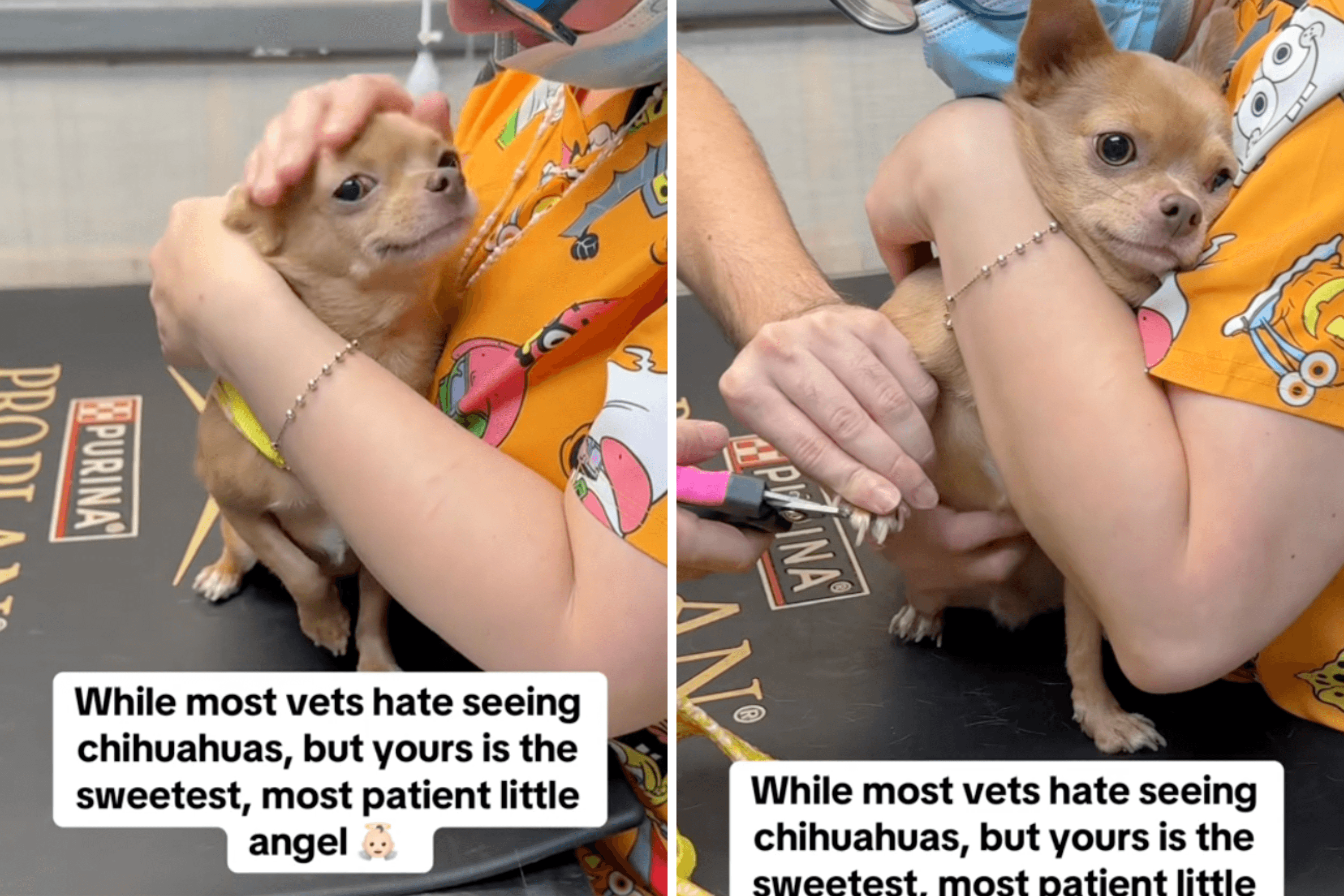 How Chihuahua Defies Breed's Bad Rep at Vet Melts Hearts: 'Little Angel'