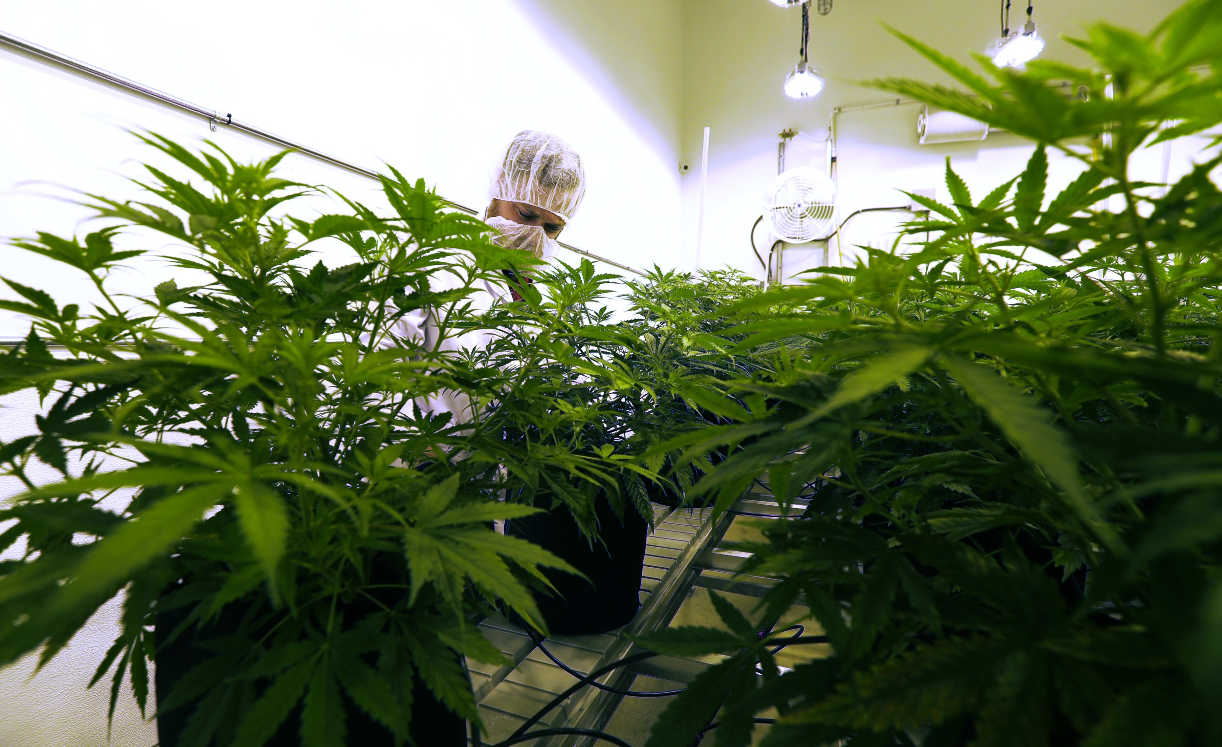 Texas Expanding Legal Cannabis Access Before Wider Ban
