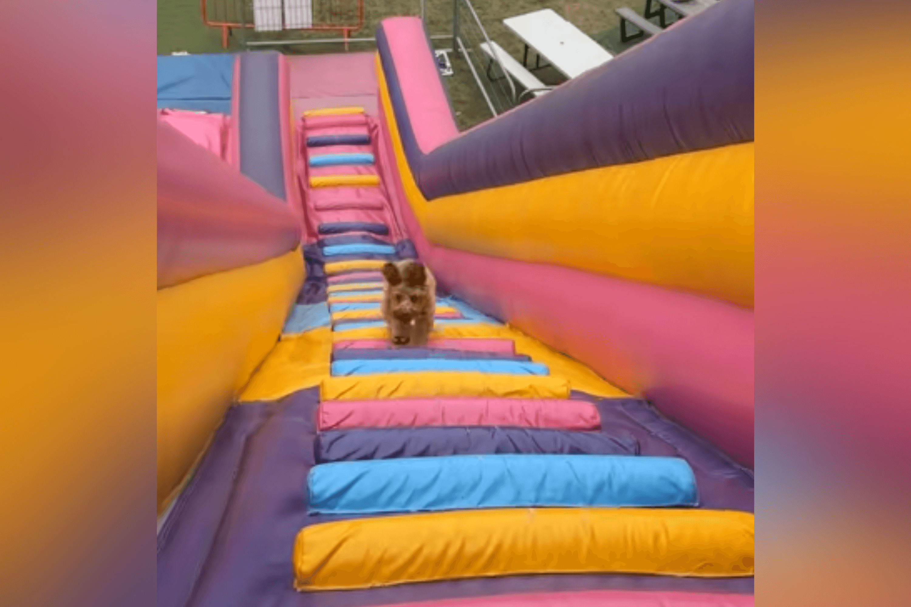 Internet Obsessed With Dog's Response to Giant Bounce House