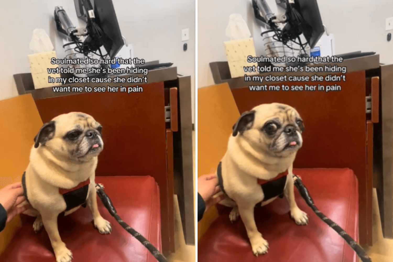 Pug Keeps Hiding in Closet—Vet Visit Reveals Heartbreaking Truth