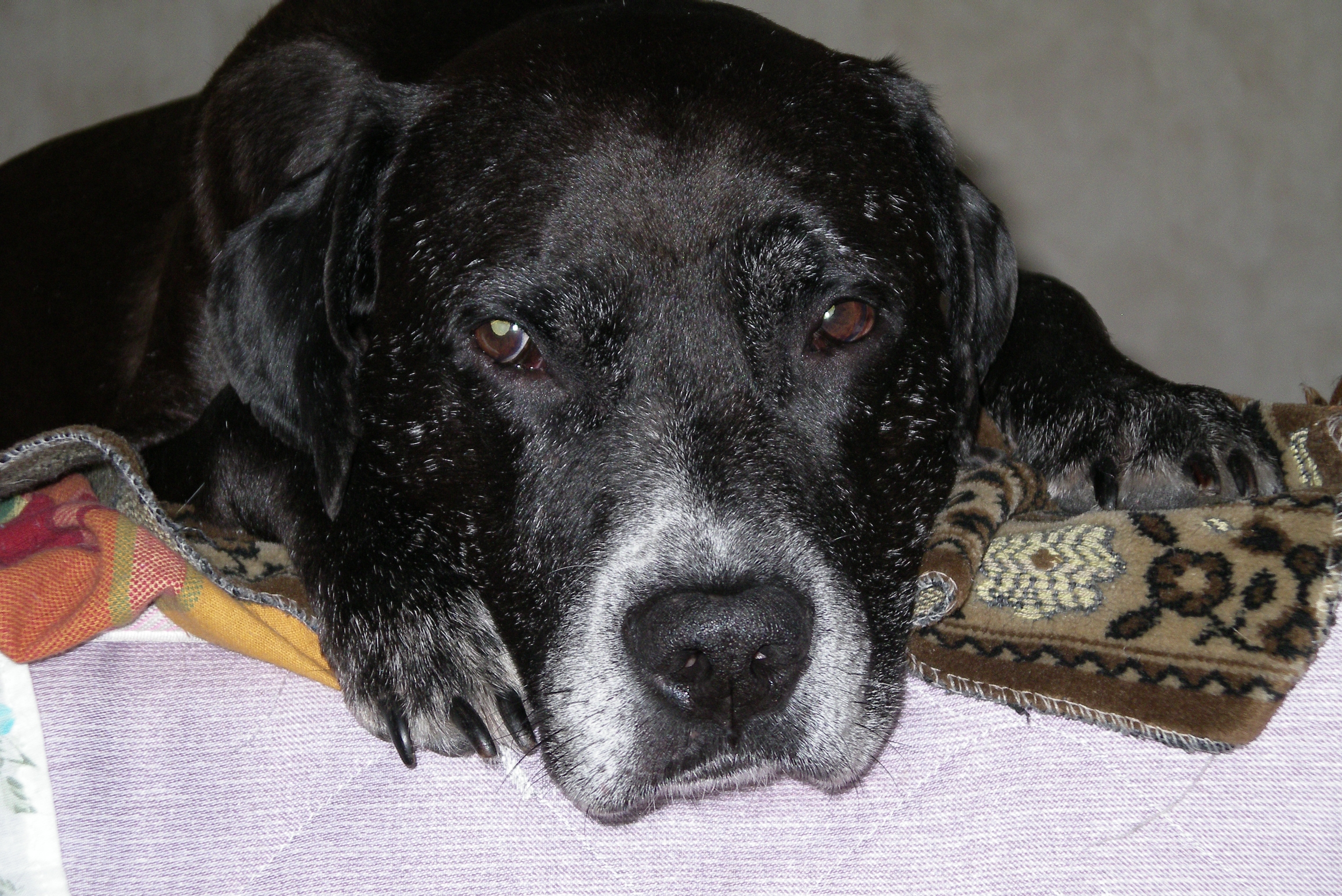 Owner Not Prepared for Dog to Change Color: 'So Sad'