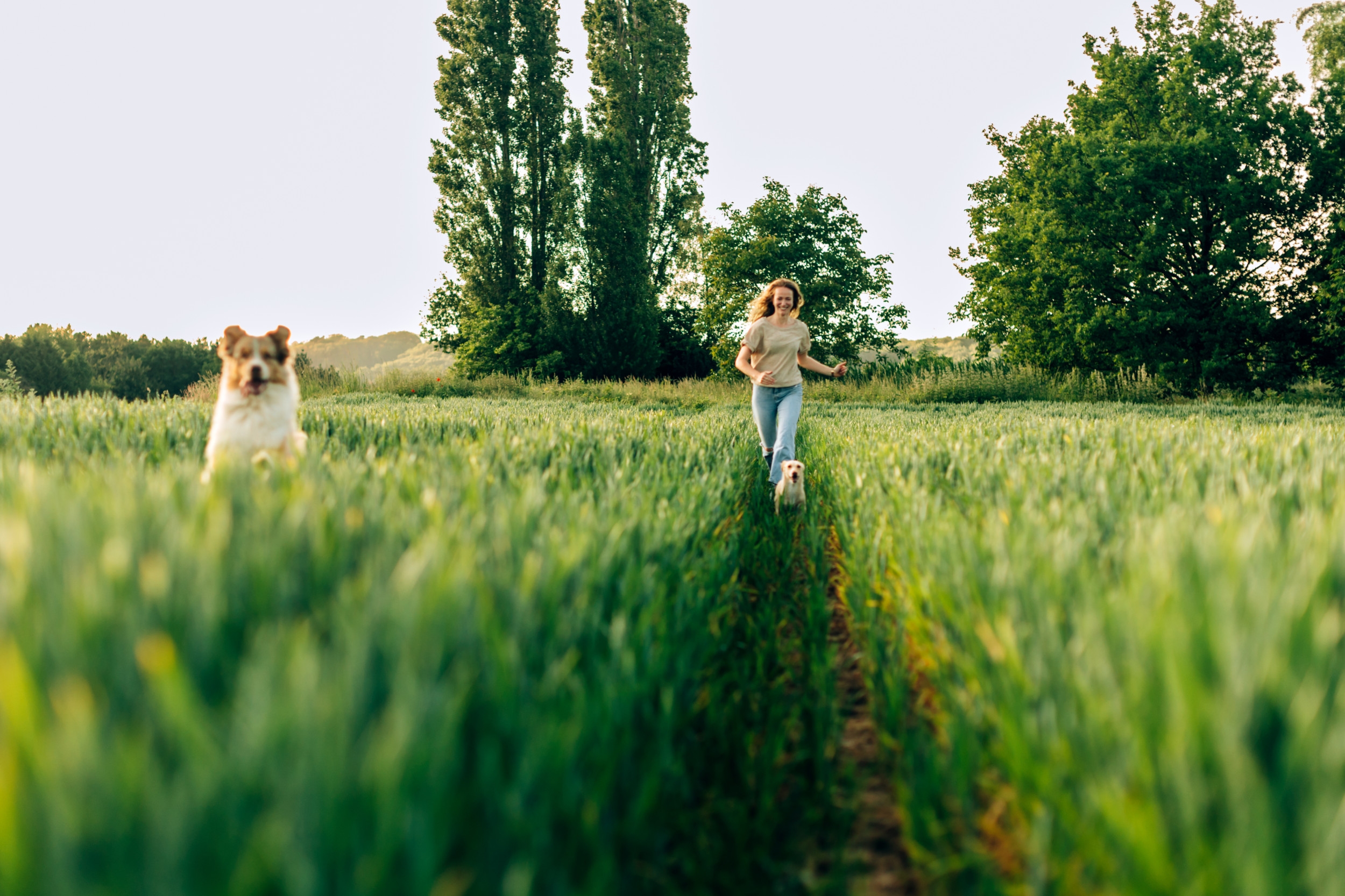 Dog Siblings With Two Different Definitions of 'Peaceful Walk' Go Viral